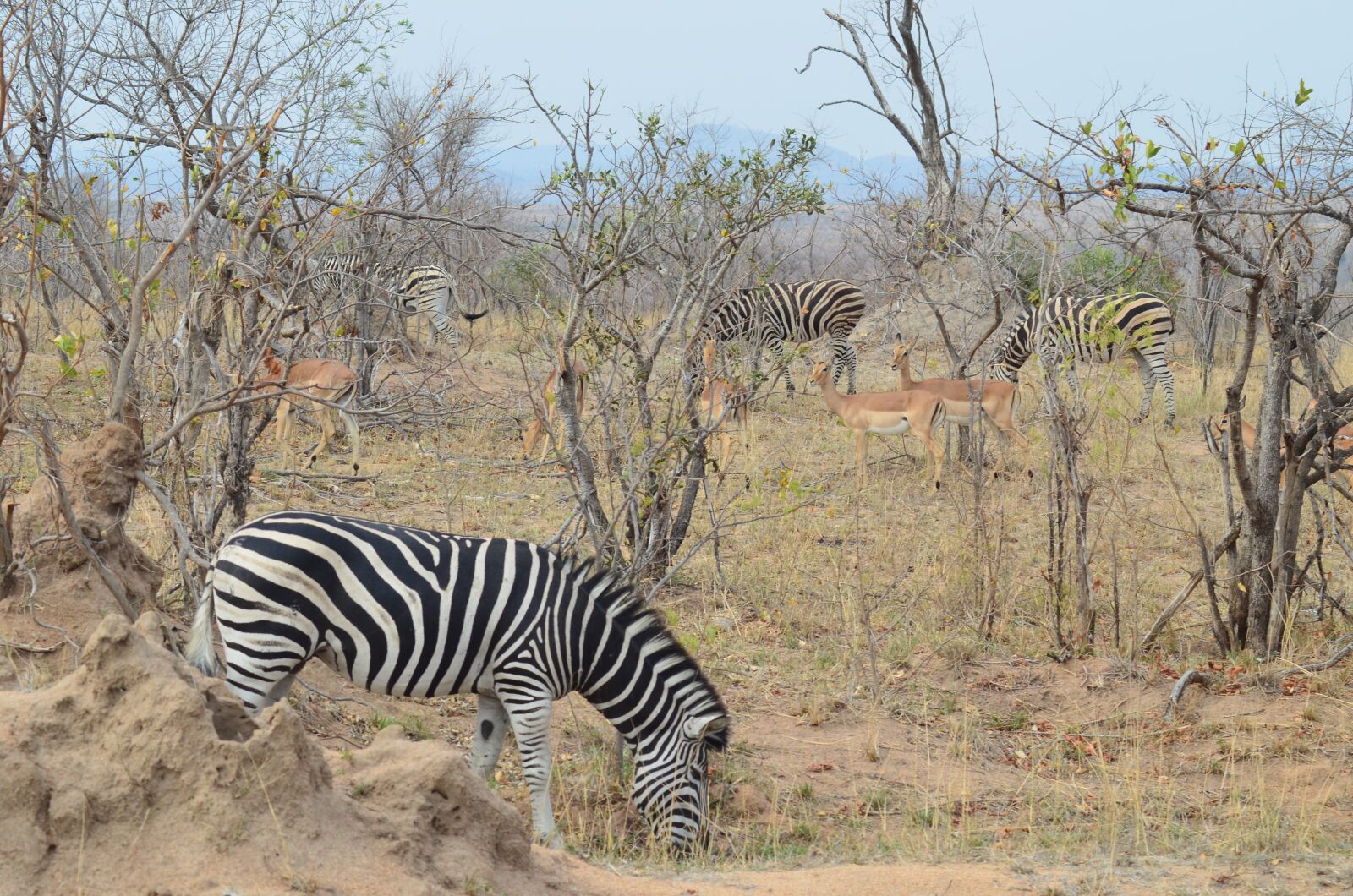 Nikon D5100 sample photo. Zebra, africa, safari photography