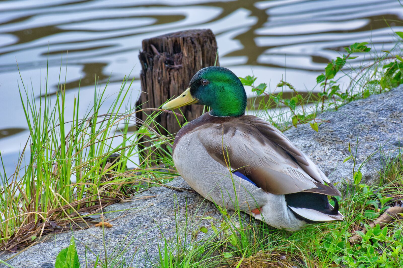 Nikon D7100 sample photo. Mallard, duck, water bird photography