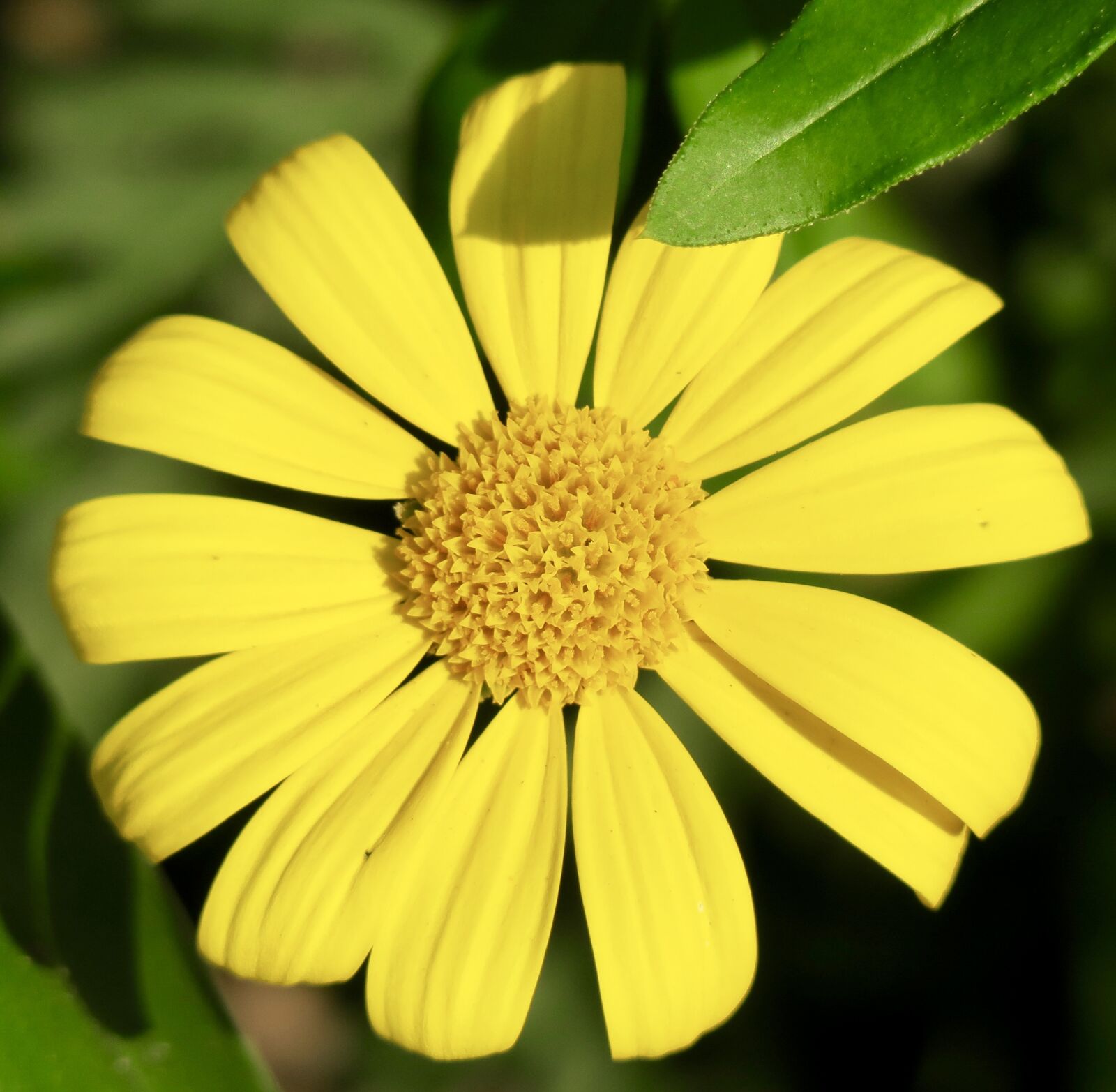 Canon PowerShot G3 X sample photo. Nature, plant, flower photography