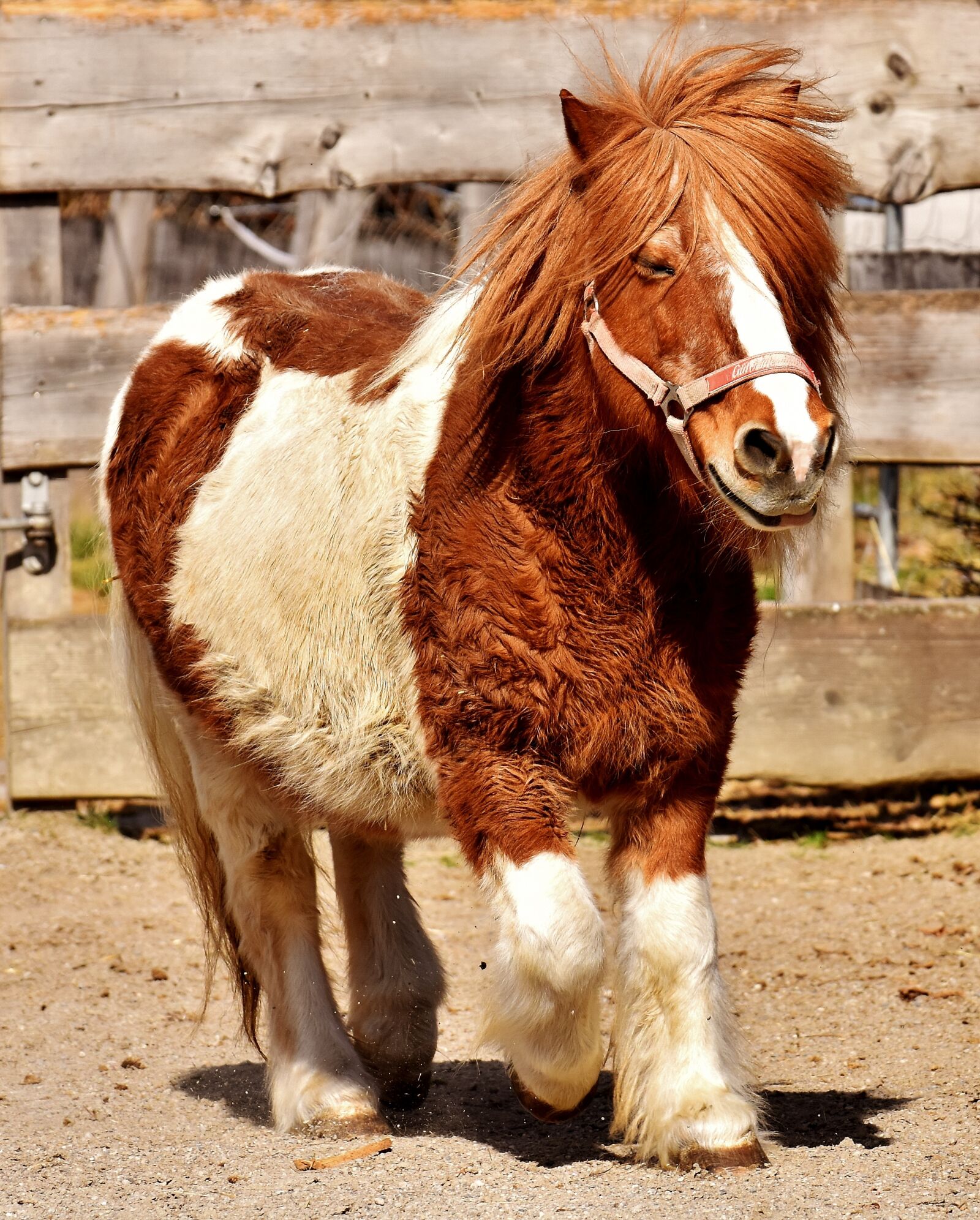 Nikon D7200 sample photo. Pony, horse, cute photography