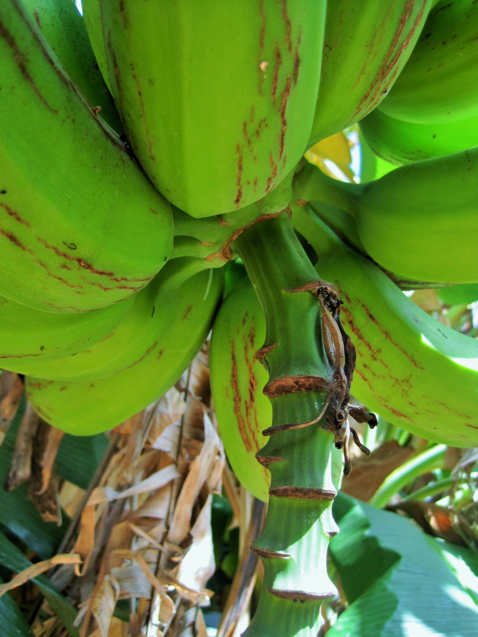 Canon PowerShot SD1200 IS (Digital IXUS 95 IS / IXY Digital 110 IS) sample photo. Banana tree, tree, banana photography