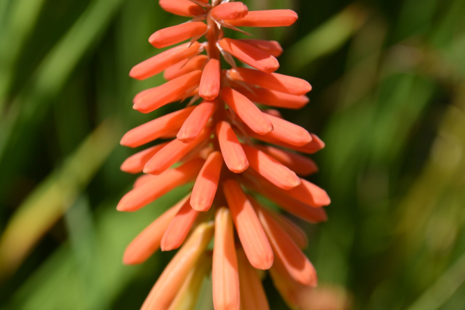 Nikon D3100 sample photo. Red, flower, outdoors photography
