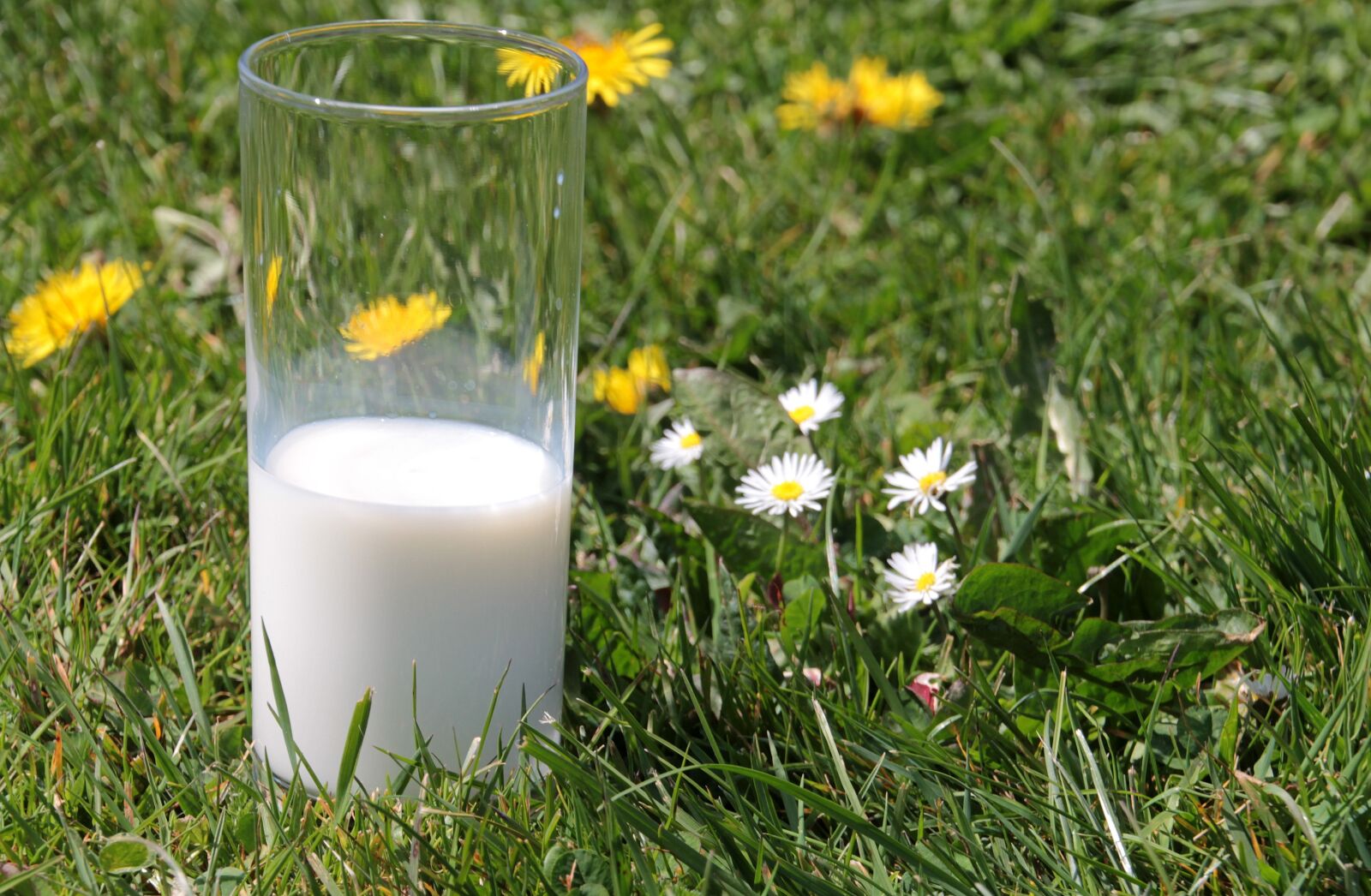 Canon EOS 650D (EOS Rebel T4i / EOS Kiss X6i) sample photo. Milk, glass, food photography