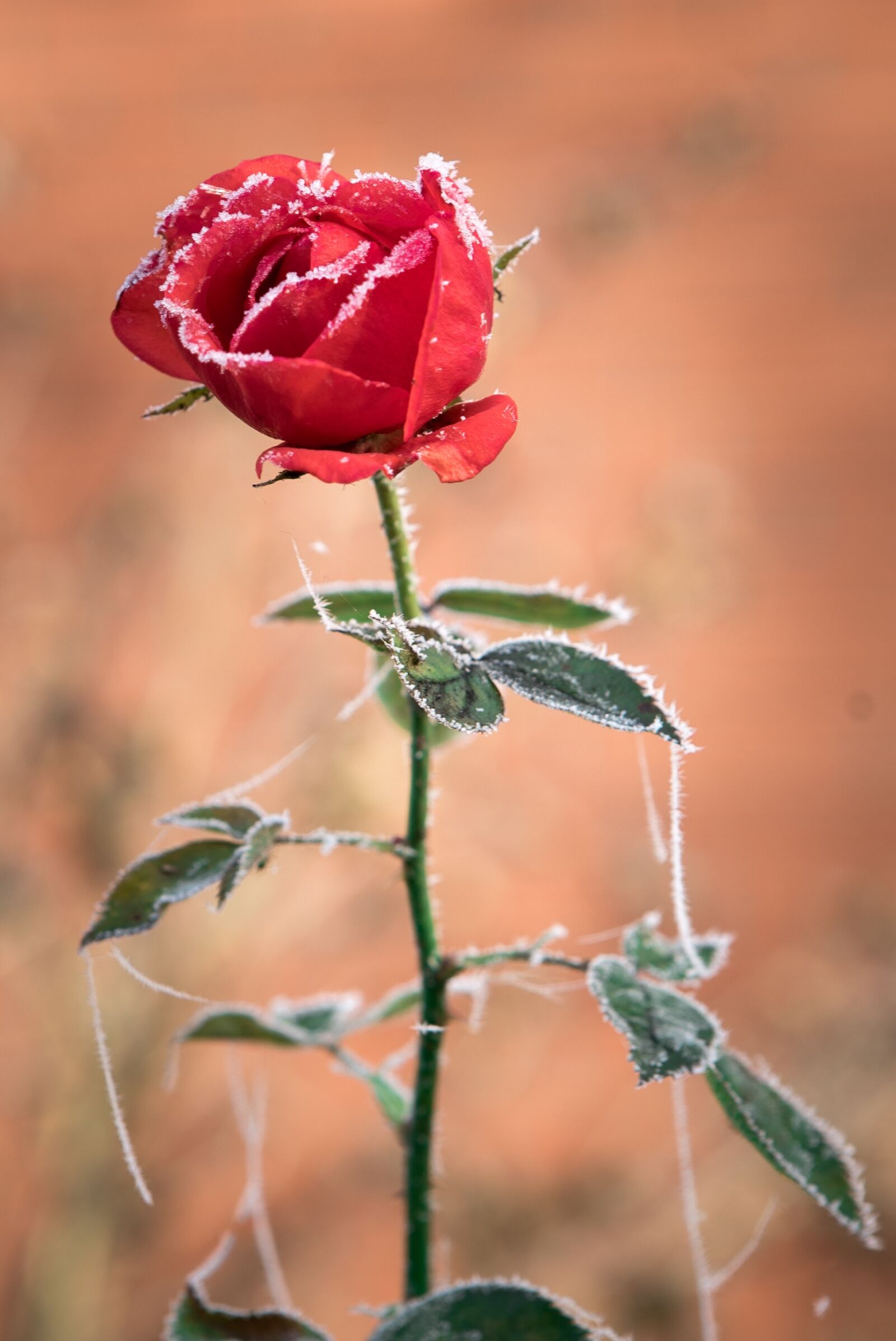 Sony DT 50mm F1.8 SAM sample photo. Rose, ice, hoarfrost photography
