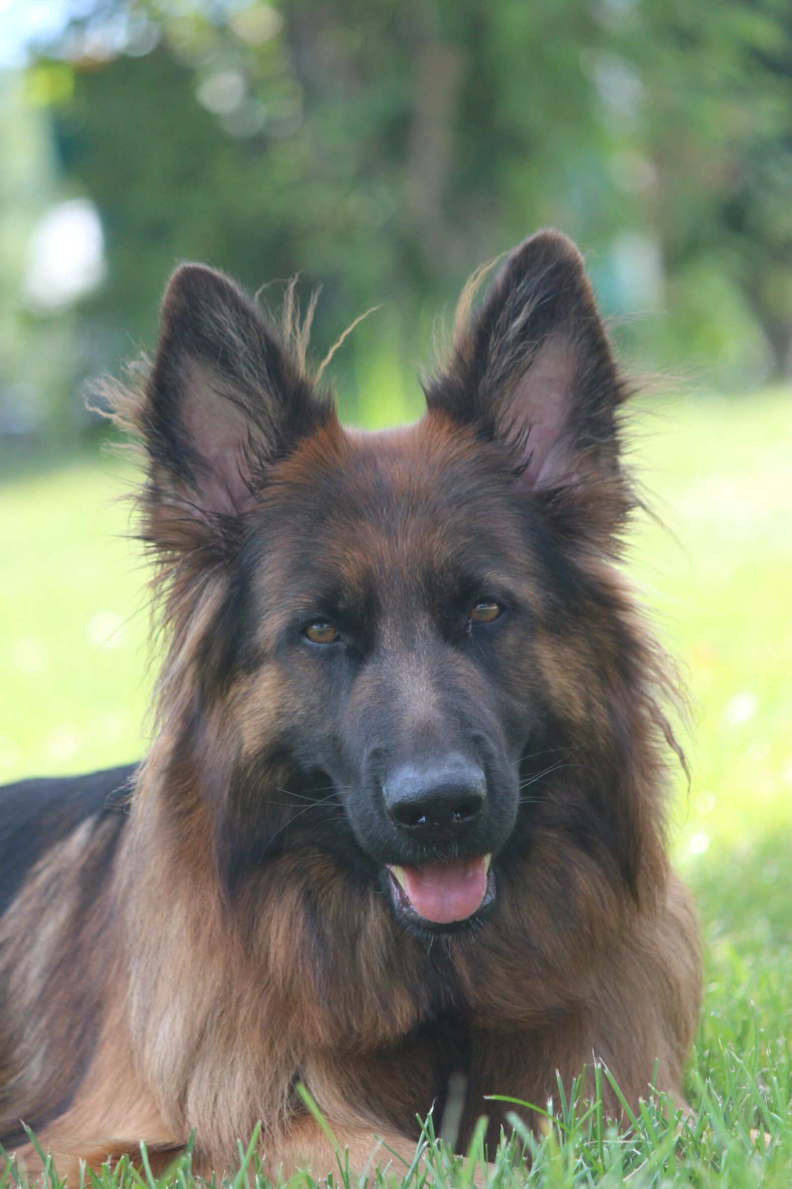 Canon EOS 700D (EOS Rebel T5i / EOS Kiss X7i) sample photo. Dog, german shepherd, animal photography