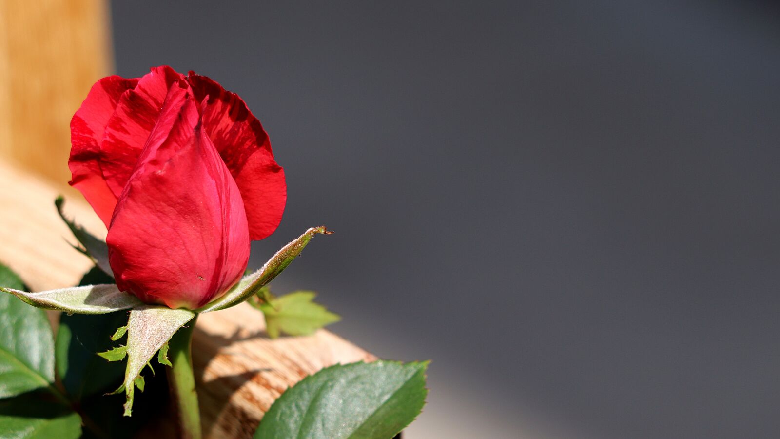 Canon EF 70-300 F4-5.6 IS II USM sample photo. Background image, rose, romance photography