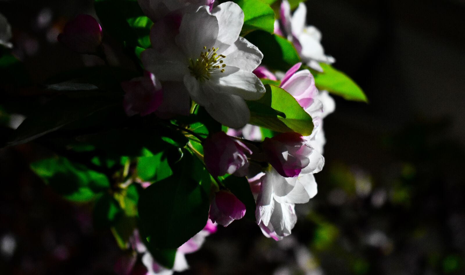 Nikon D3400 sample photo. Begonia, flowers, night flower photography