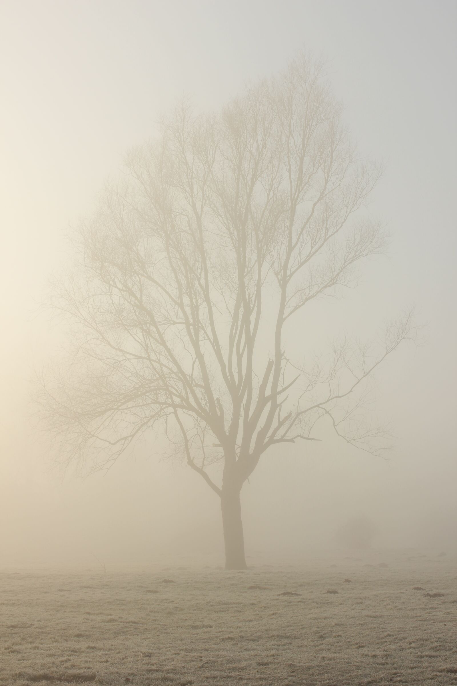 Canon EOS 550D (EOS Rebel T2i / EOS Kiss X4) sample photo. Fog, lake, sun photography