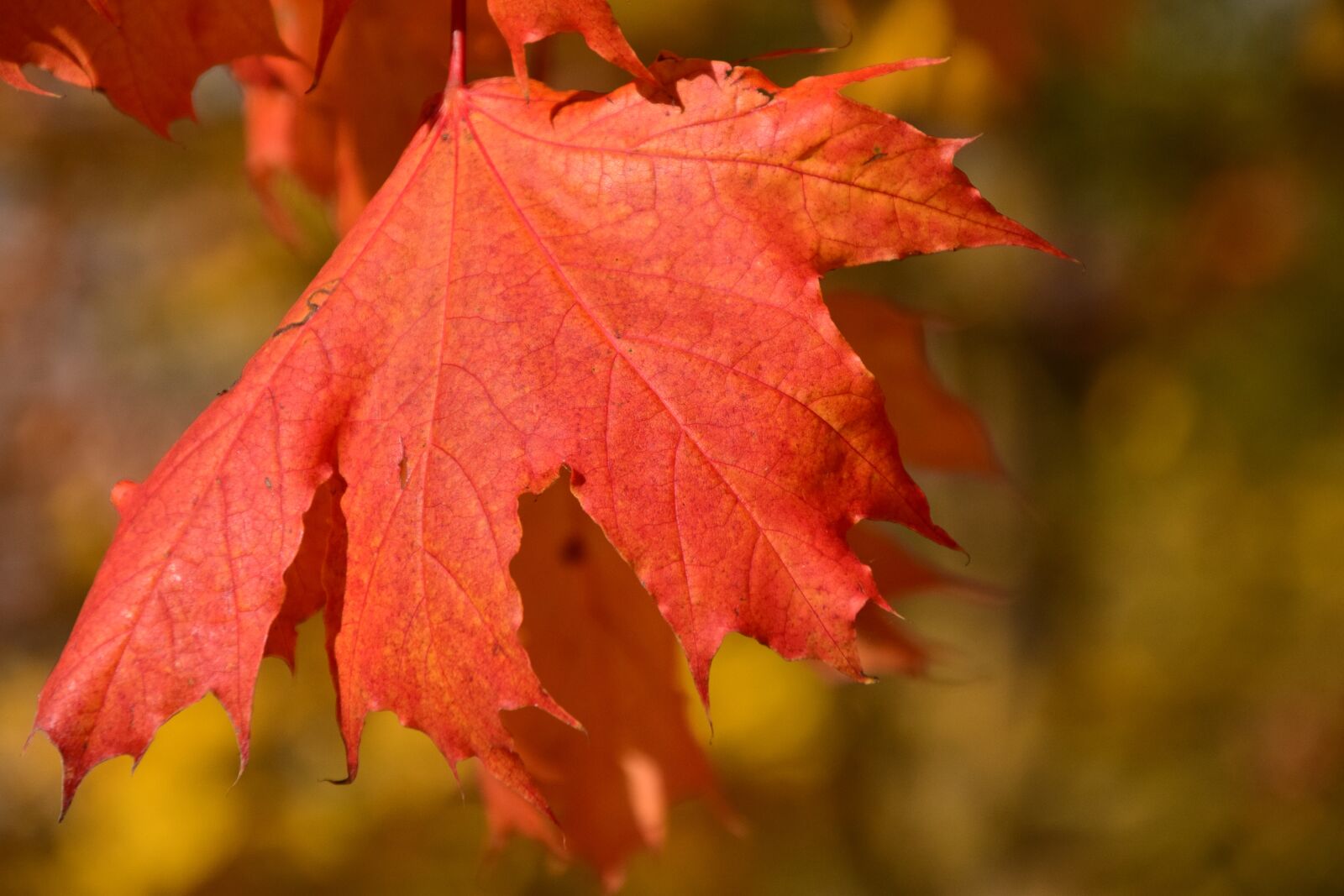 Nikon D3300 sample photo. Leaf, maple, autumn photography