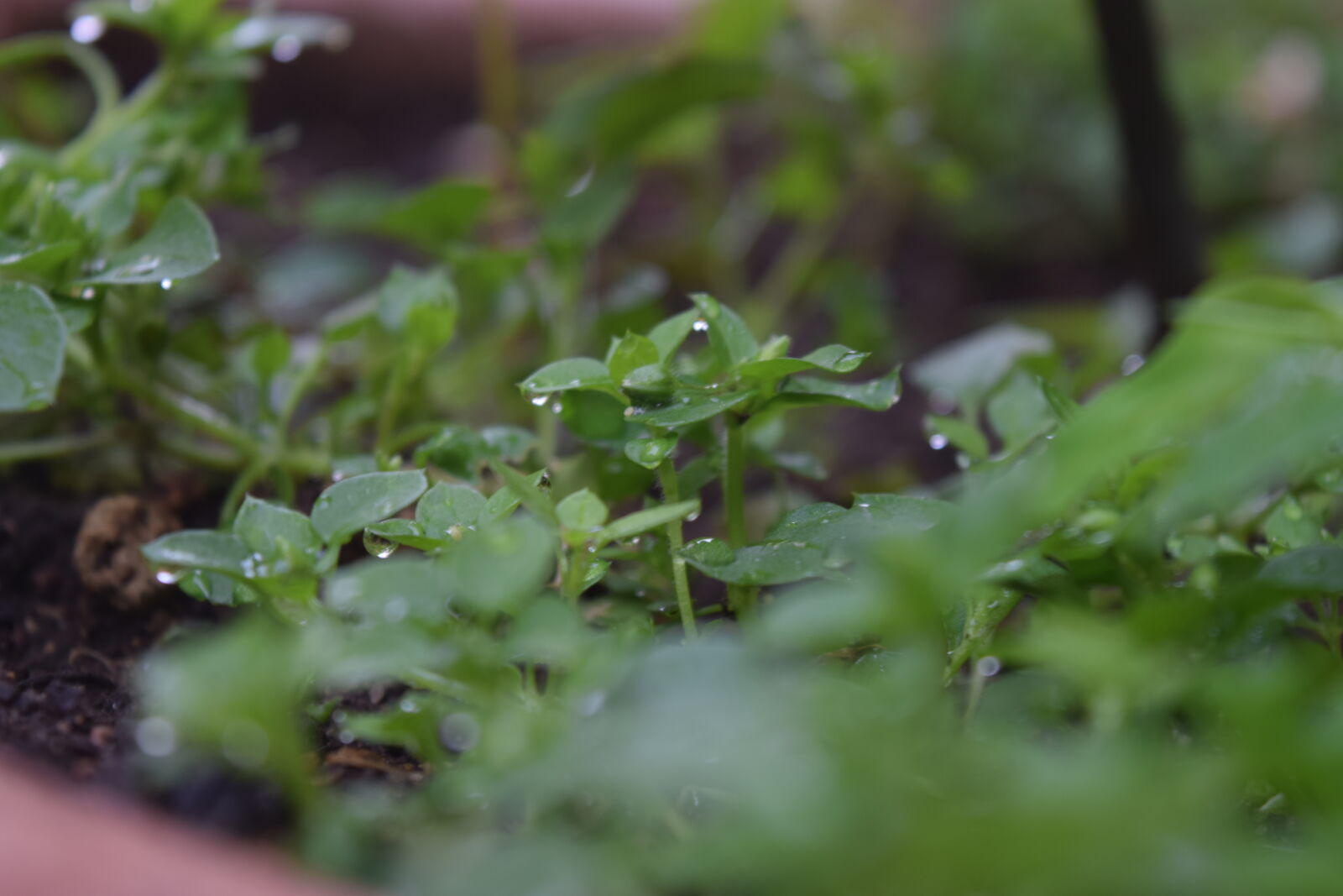 Nikon D3300 sample photo