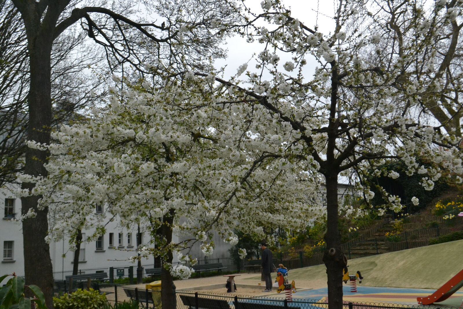 Nikon D3100 sample photo