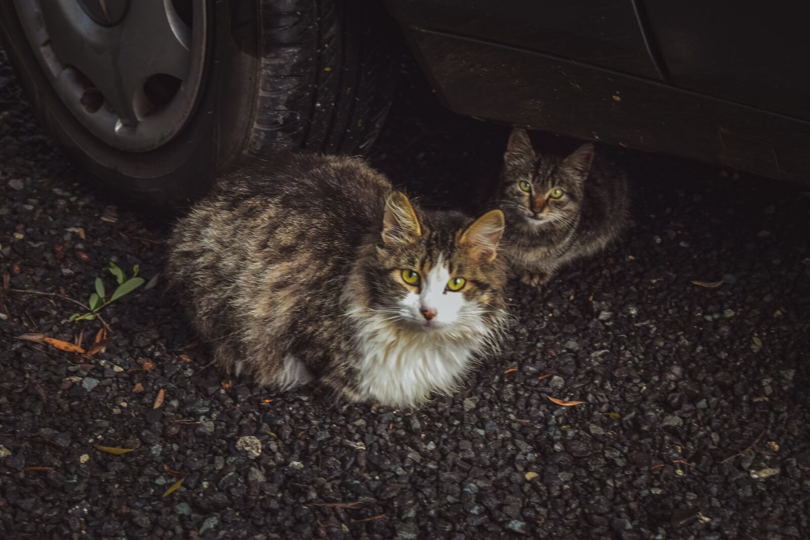 Nikon D3300 sample photo. Cats, stray, outdoor photography