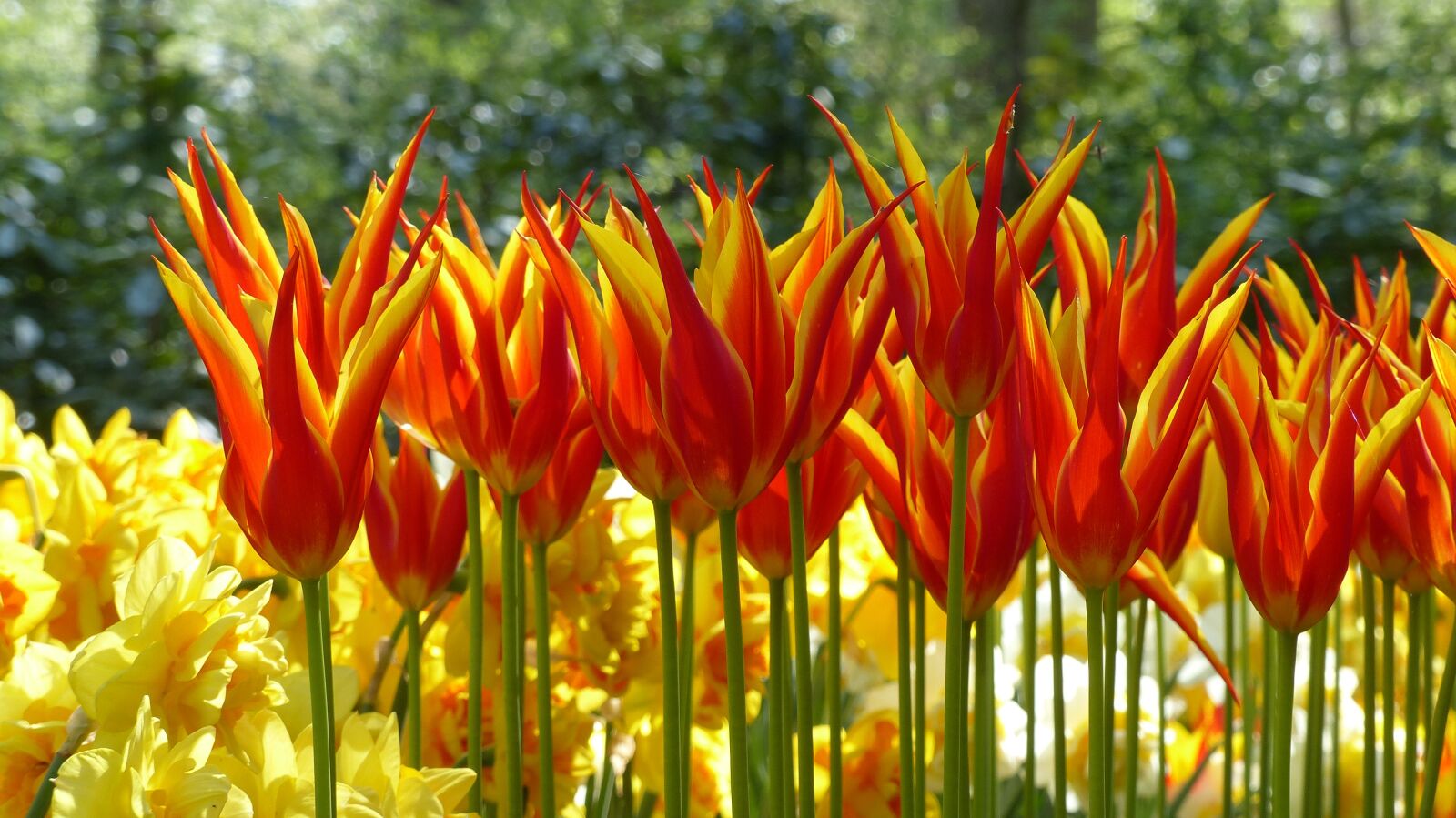 Panasonic Lumix DMC-FZ200 sample photo. Tulip, garden, keukenhof photography