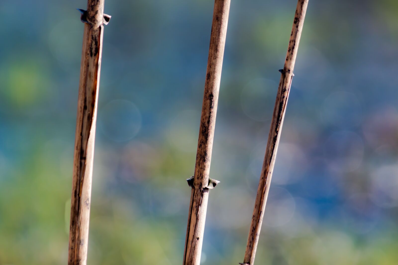 Canon EF-S 55-250mm F4-5.6 IS sample photo. Nature, colors, macro photography