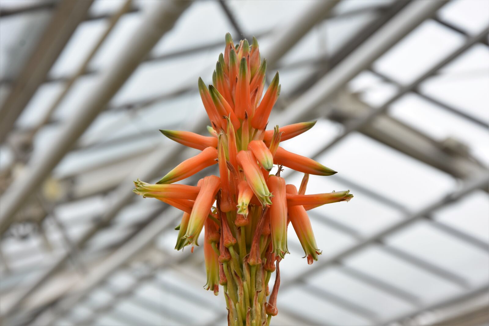 Nikon D7200 sample photo. Cactus, cactus flower, blossom photography