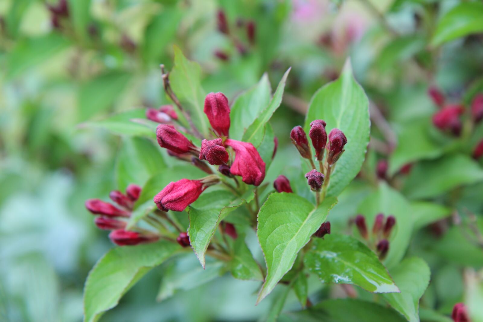 Canon EOS 600D (Rebel EOS T3i / EOS Kiss X5) sample photo. Vegelia, weig lia, vegelia photography