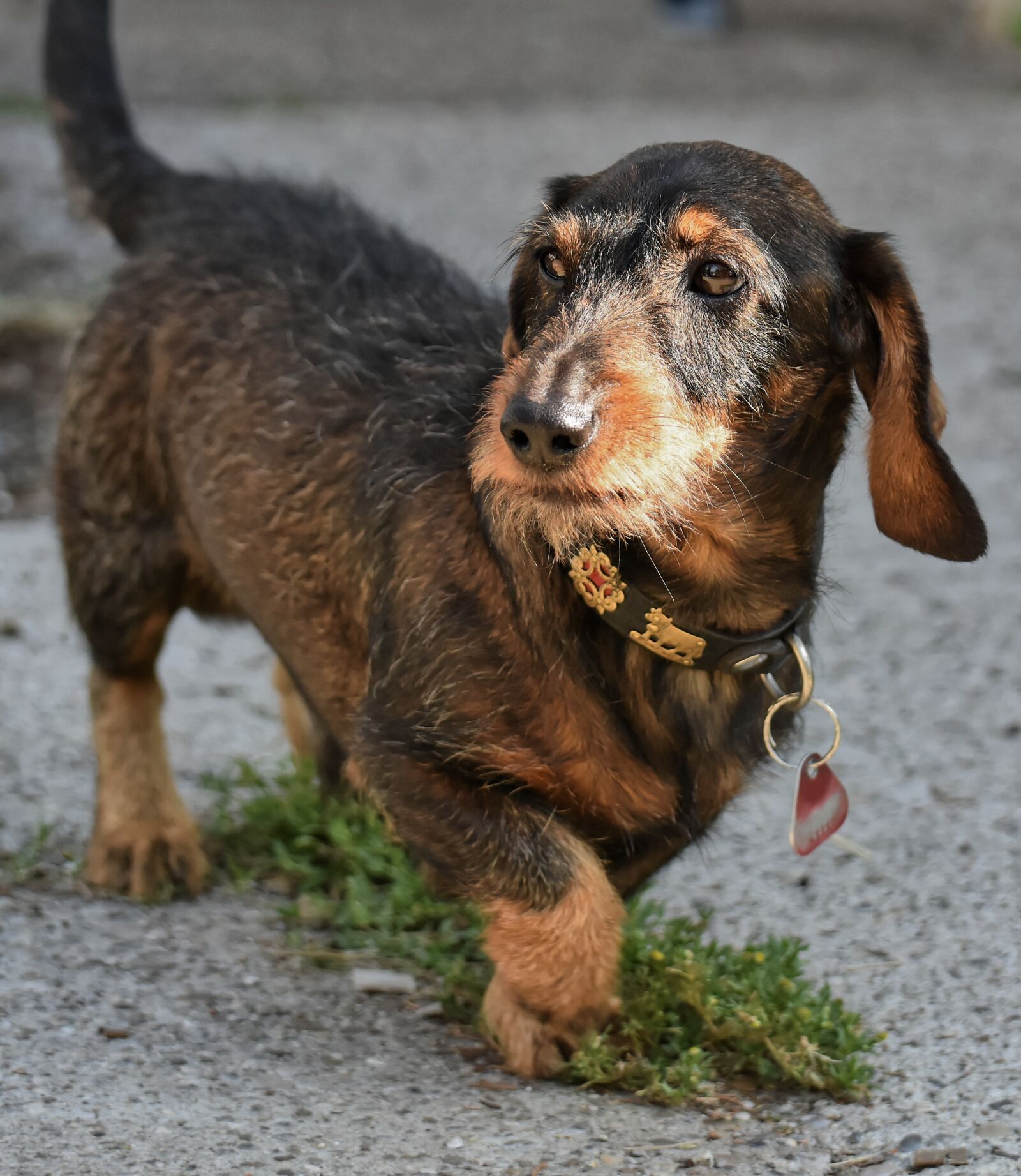 Nikon D7200 sample photo. Rauhaardackel, dog, animal photography