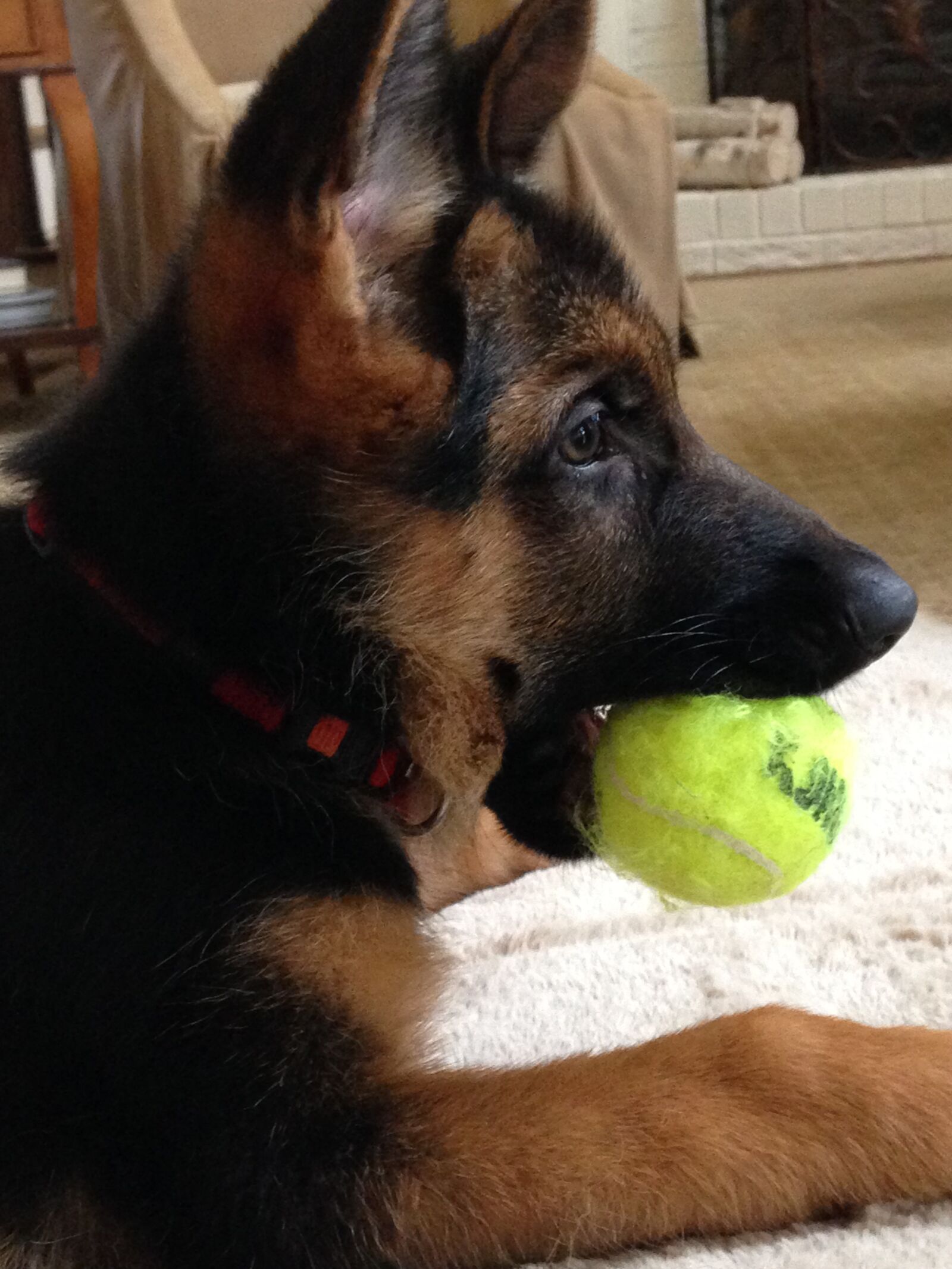 iPhone 5c back camera 4.12mm f/2.4 sample photo. German shepherd, dog, puppy photography
