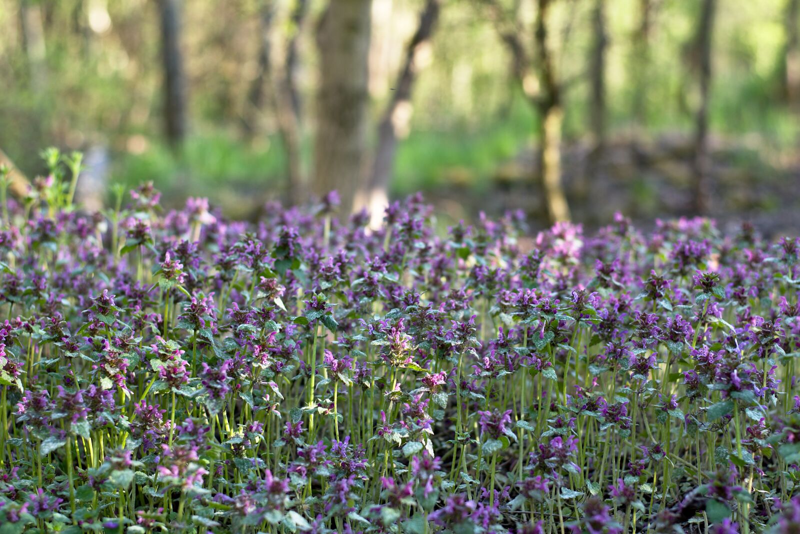 Nikon D5600 sample photo. Violets, forest, trees photography