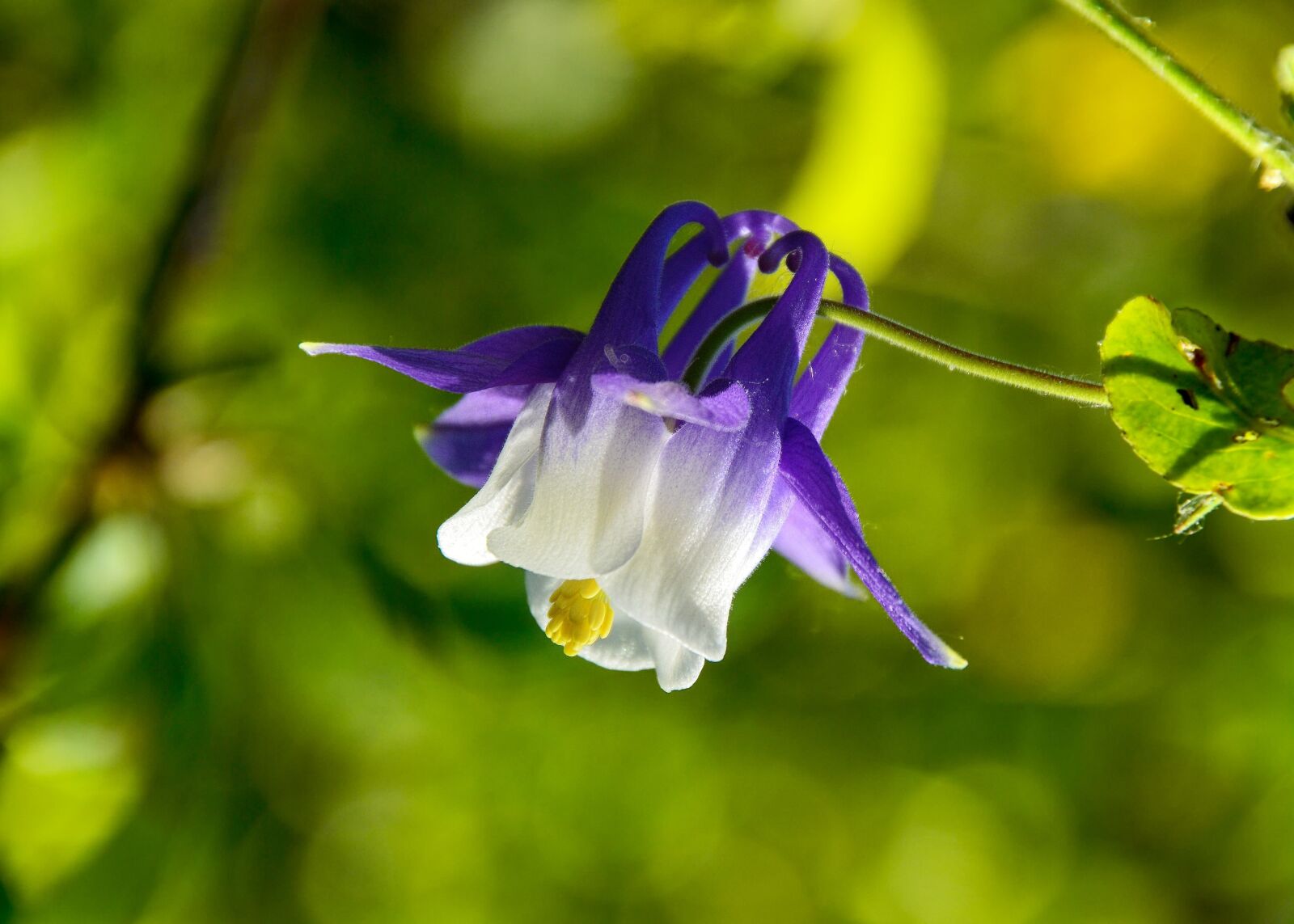 Nikon D7100 sample photo. Flower, haseki earrings, purple photography