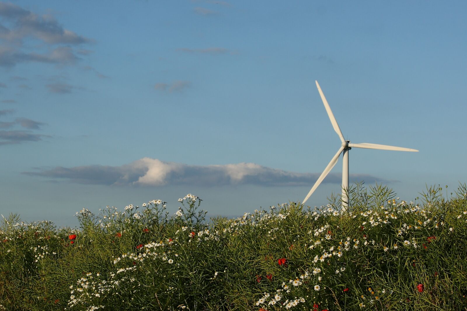 Canon EOS 400D (EOS Digital Rebel XTi / EOS Kiss Digital X) sample photo. Wind turbine, landscape, summer photography
