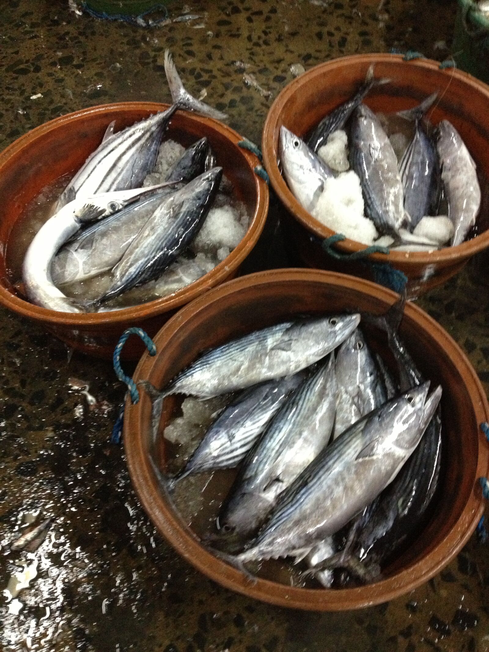 Apple iPhone 4S sample photo. Fish, fish port, bucket photography