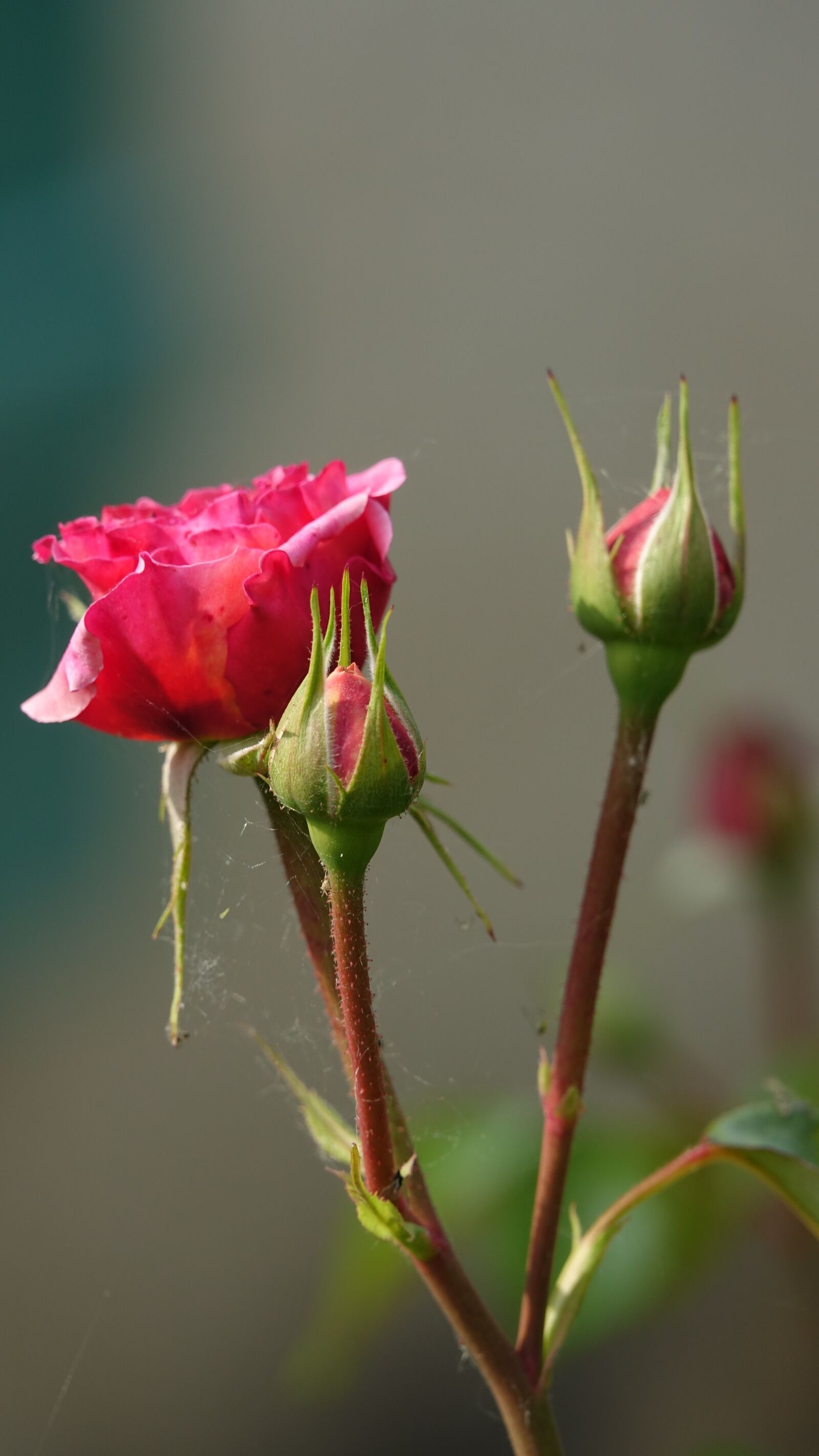 Sony Cyber-shot DSC-RX10 III sample photo. Pink, flower, nature photography