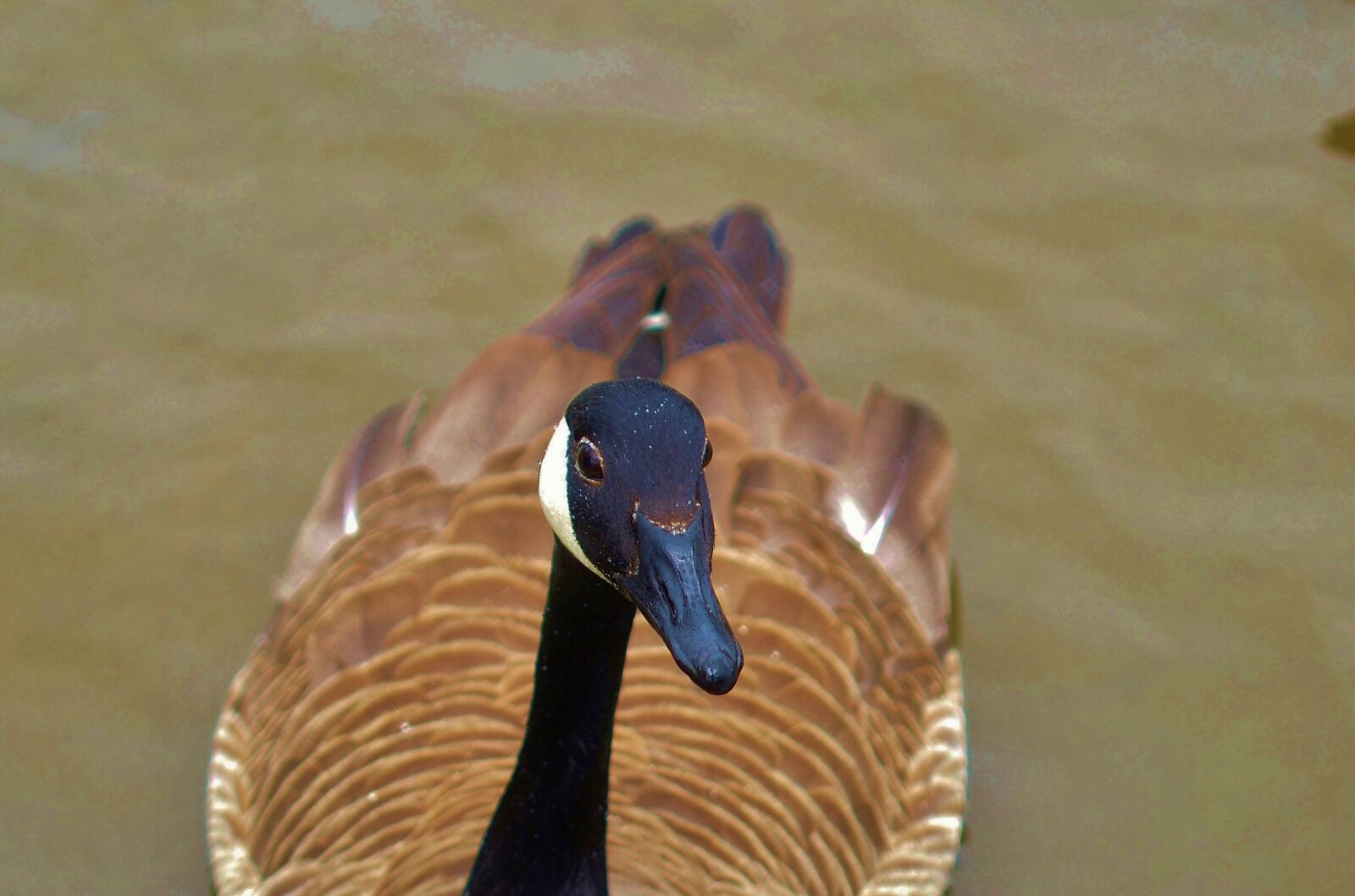 Nikon D7000 sample photo. Duck, animal, bird photography