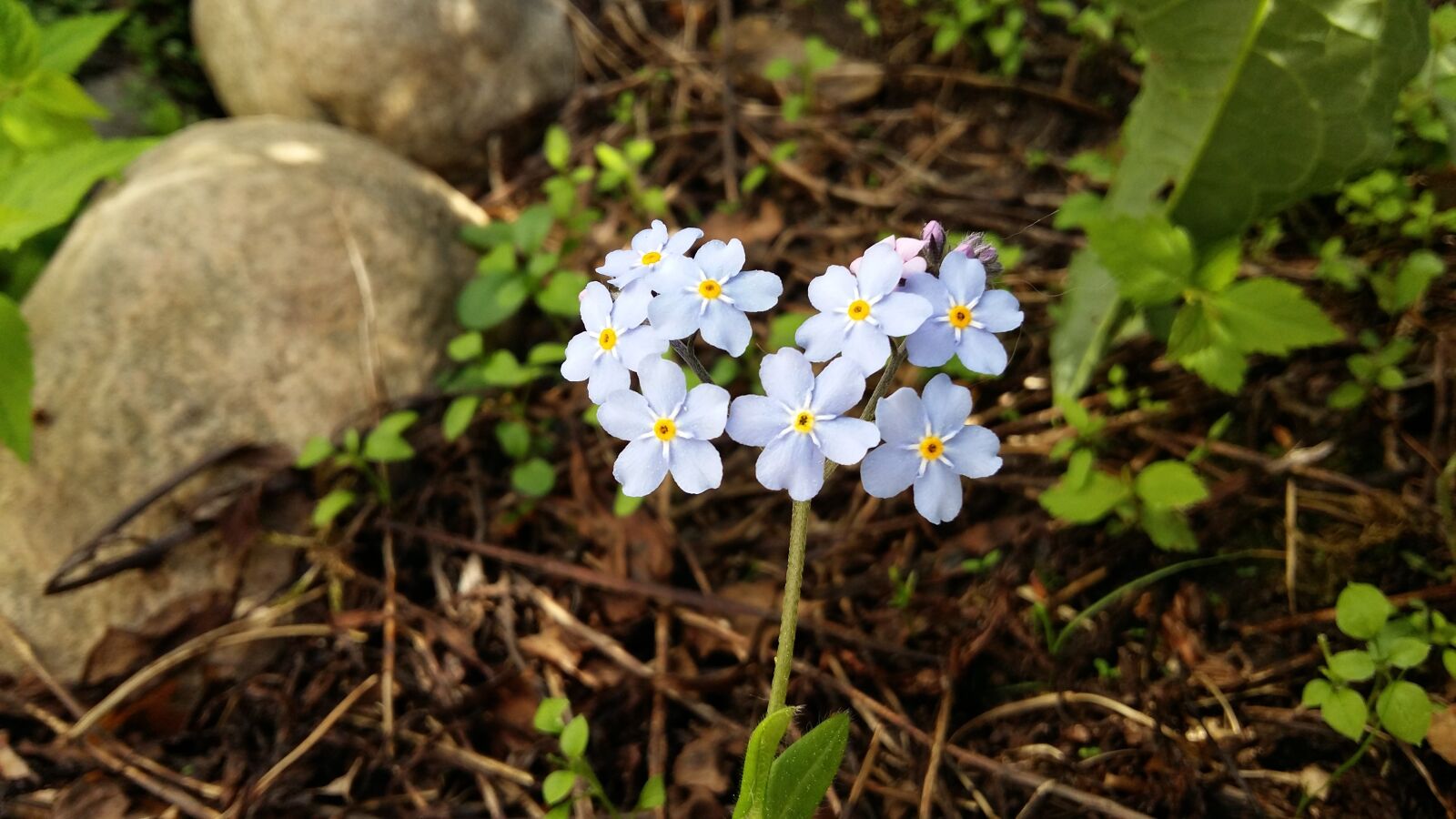 Samsung Galaxy A5 sample photo. Forget-me-not, myosotis, flower photography