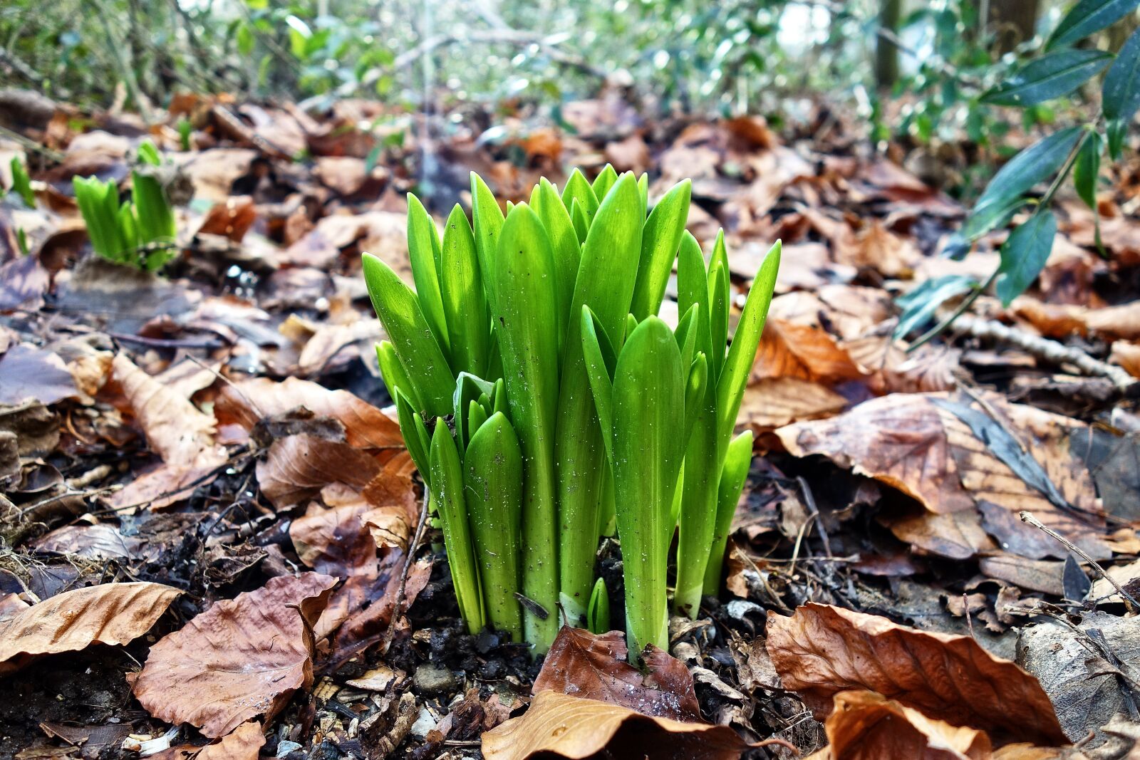 Sony Cyber-shot DSC-RX100 sample photo. Crocus, plant, leaf photography