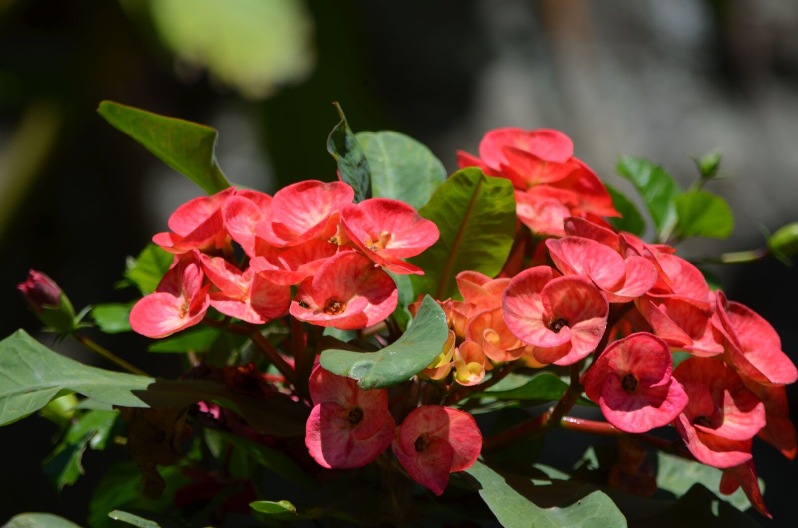 Nikon D5100 sample photo. Flowers, pink flowers, bloom photography