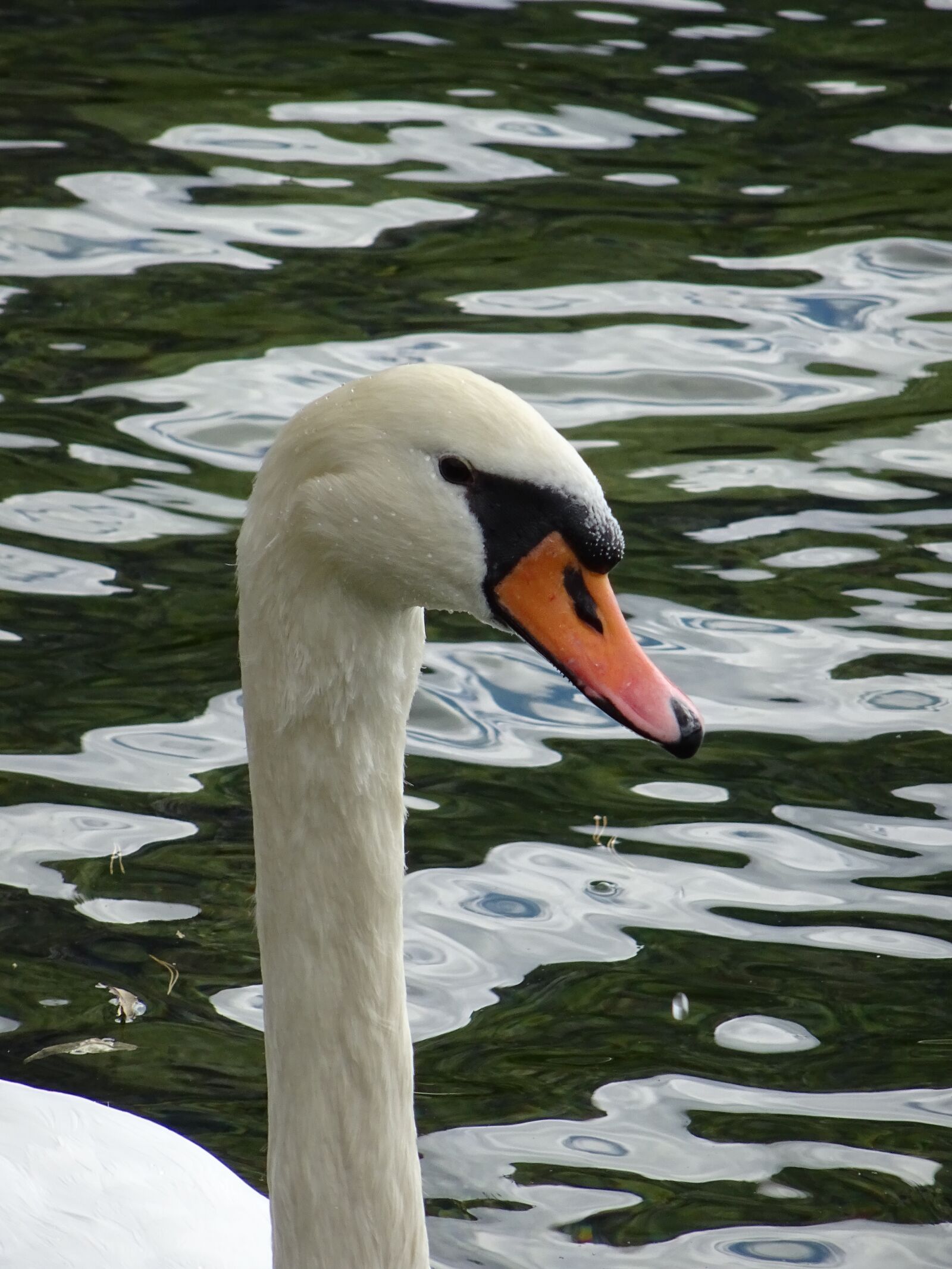 Sony DSC-HX60 sample photo. Swan, traunsee, nature photography