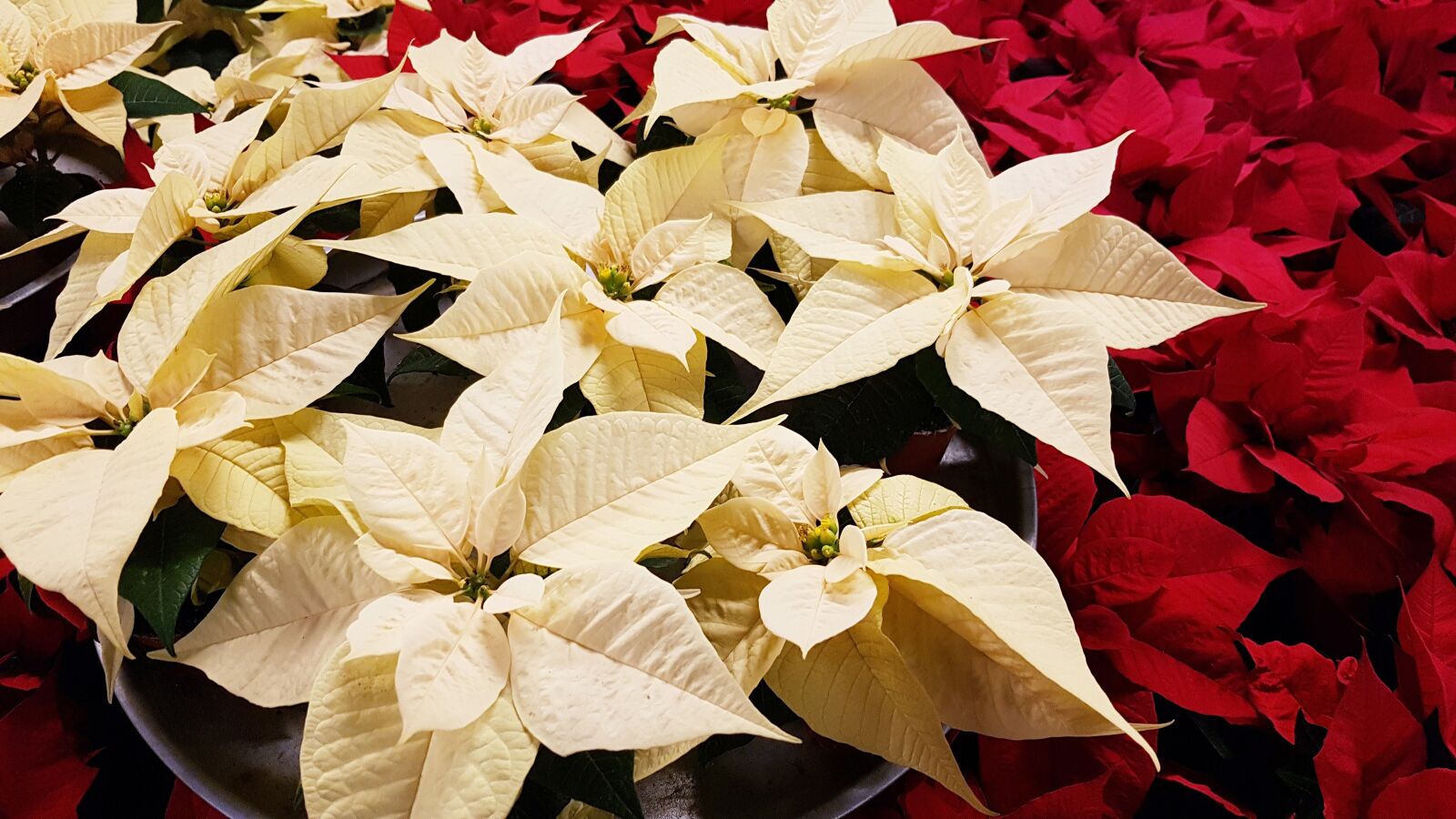 Samsung Galaxy S7 Edge sample photo. Christmas, poinsettia, decoration photography