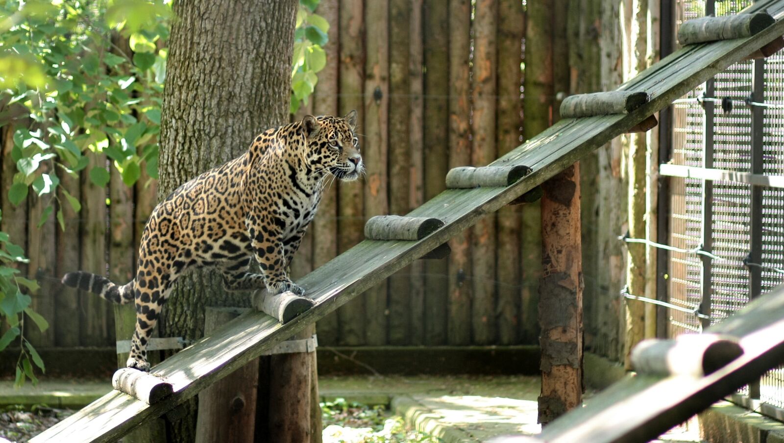 Canon EOS 450D (EOS Rebel XSi / EOS Kiss X2) sample photo. Leopard, cat, pet photography