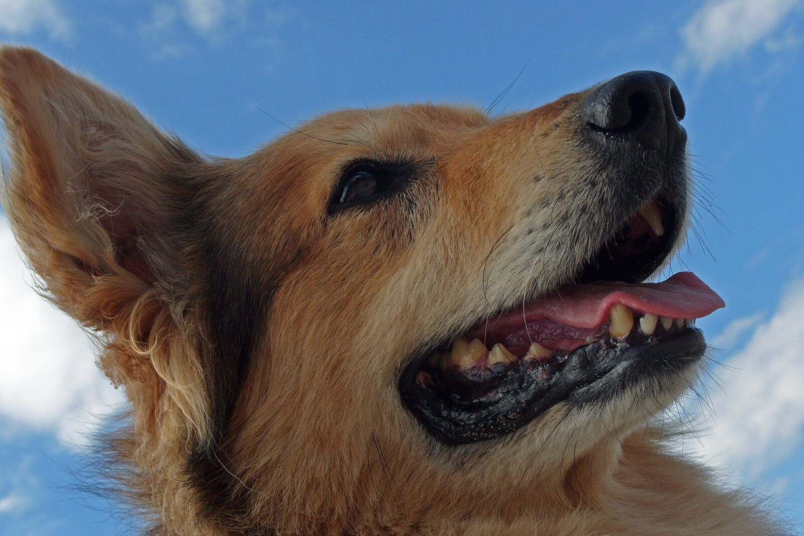 Samsung KENOX S1050  / Samsung S1050 sample photo. Dog, mixed breed dog photography