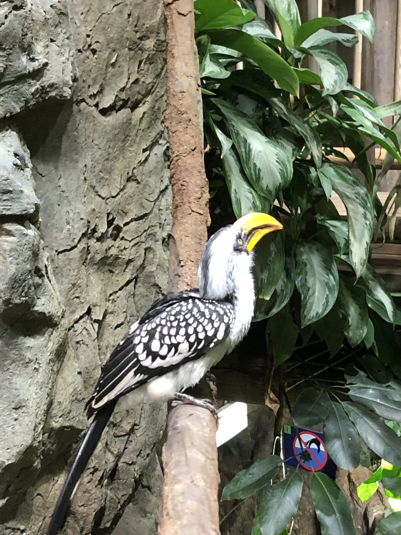 Apple iPhone 8 sample photo. Bird, zoo, animals photography