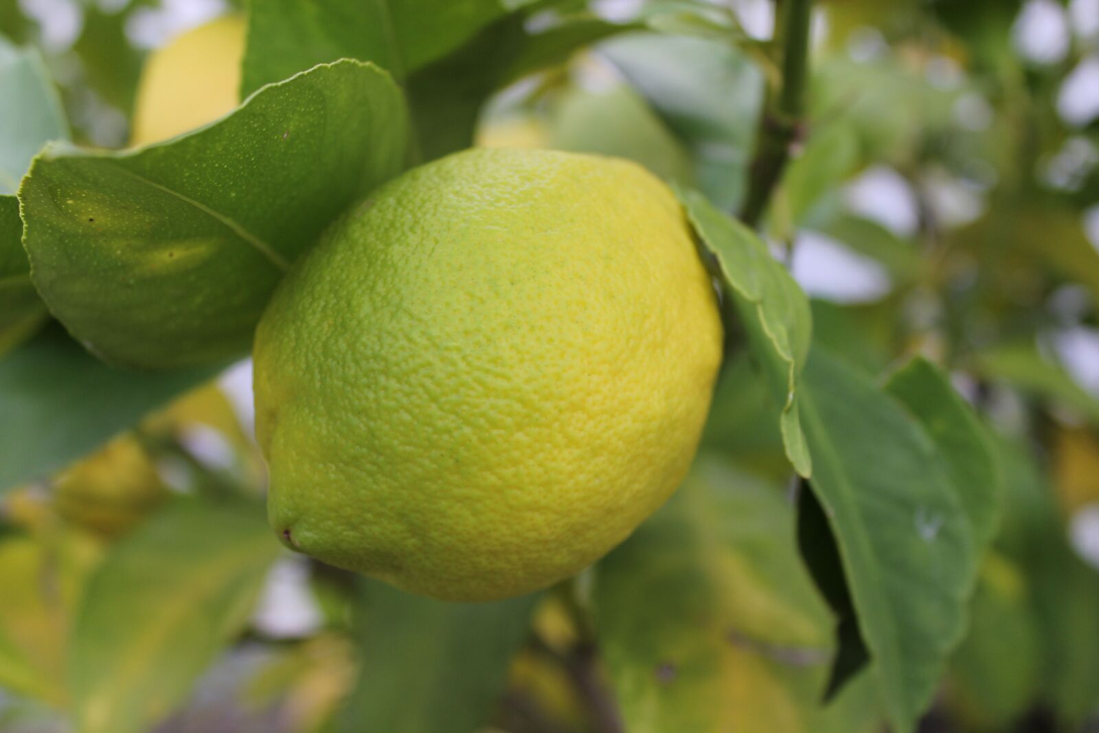 Canon EOS 600D (Rebel EOS T3i / EOS Kiss X5) sample photo. Lemon, botany, nature photography
