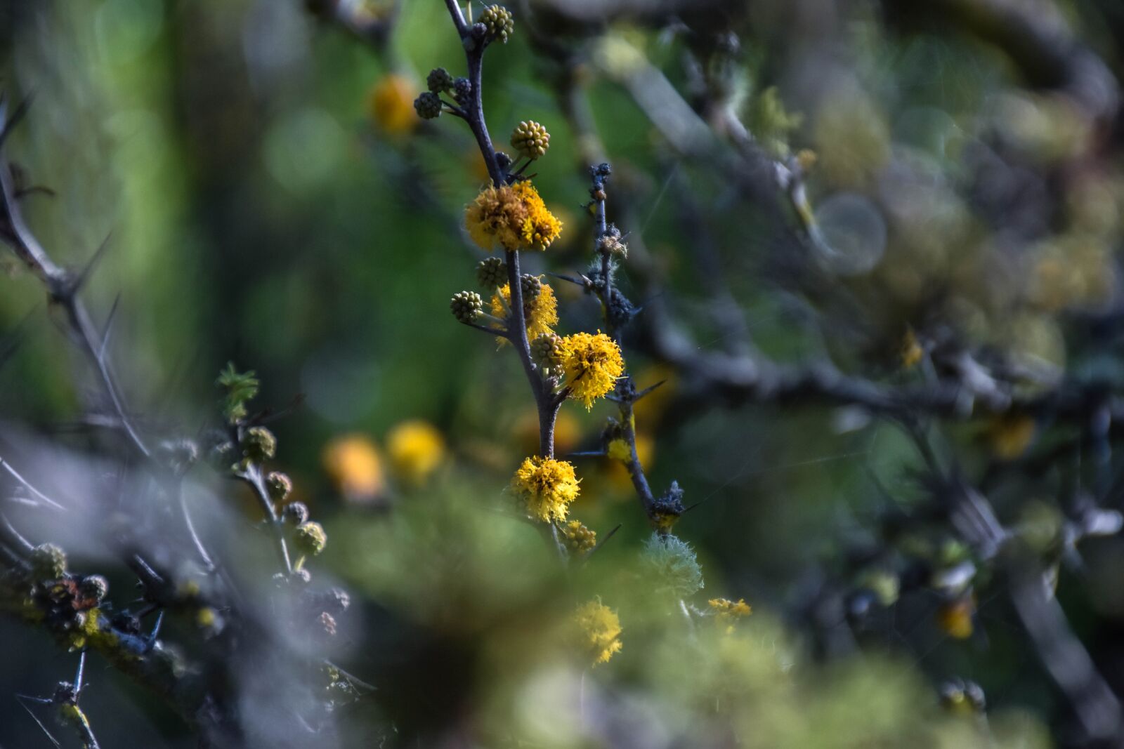 Nikon D7200 sample photo. Flowers, plants, nature photography