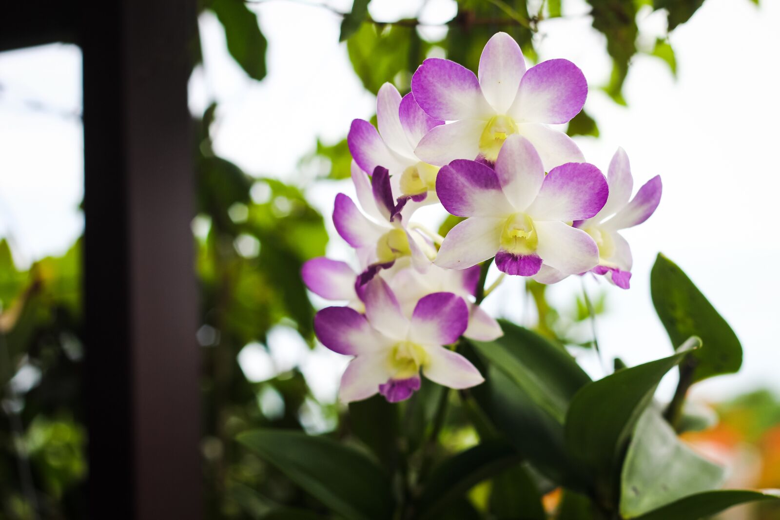 Canon EOS 60D + Canon EF 50mm F1.8 II sample photo. Flowers, plants, decorations photography