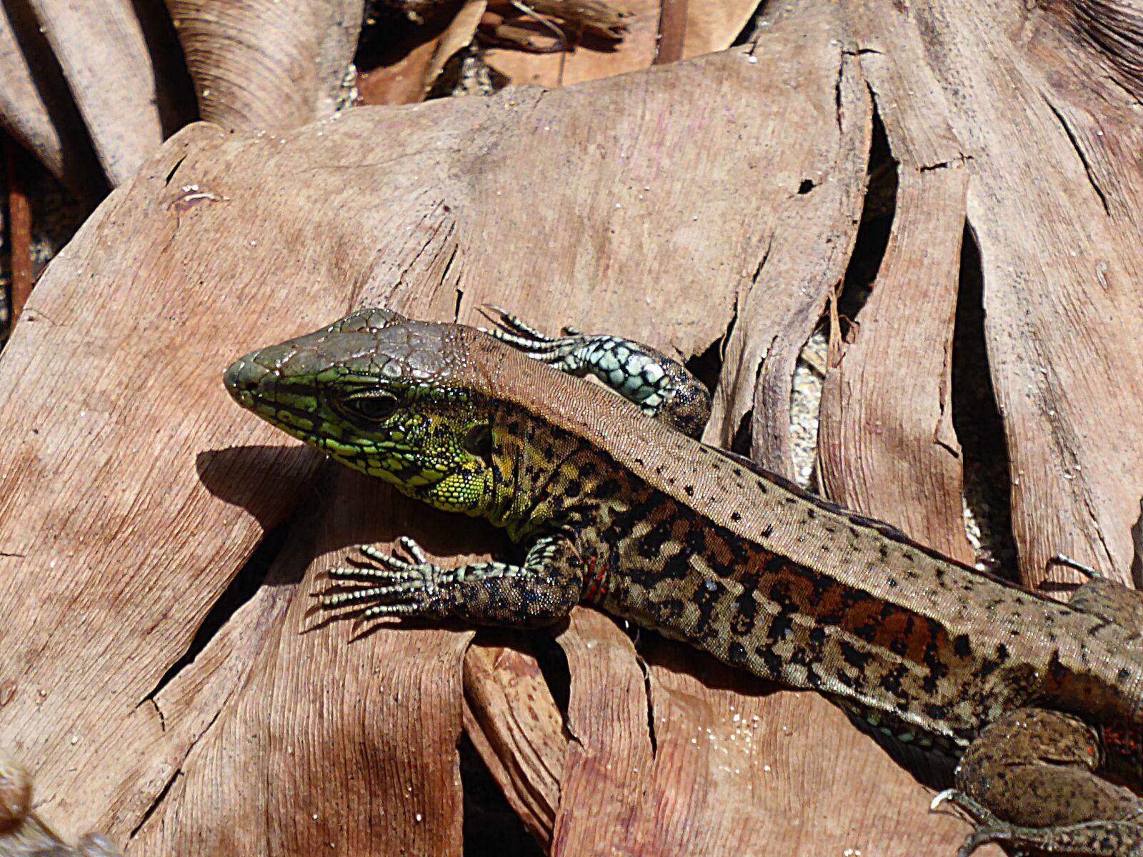 Panasonic Lumix DMC-ZS50 (Lumix DMC-TZ70) sample photo. Lizard, reptile, animal photography