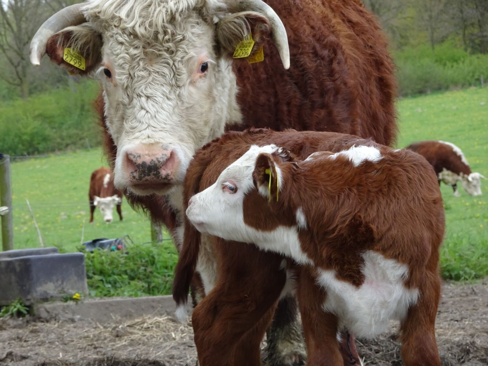 Sony Cyber-shot DSC-WX500 sample photo. Cow, foal, pasture photography