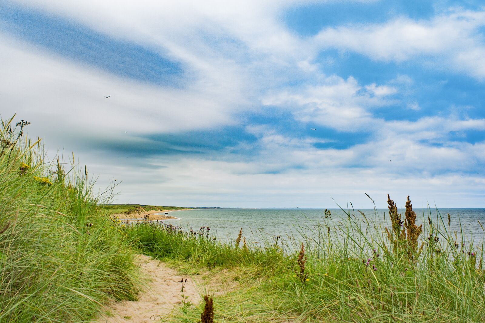 Canon EOS 650D (EOS Rebel T4i / EOS Kiss X6i) sample photo. Aberdeen, beach, grass photography
