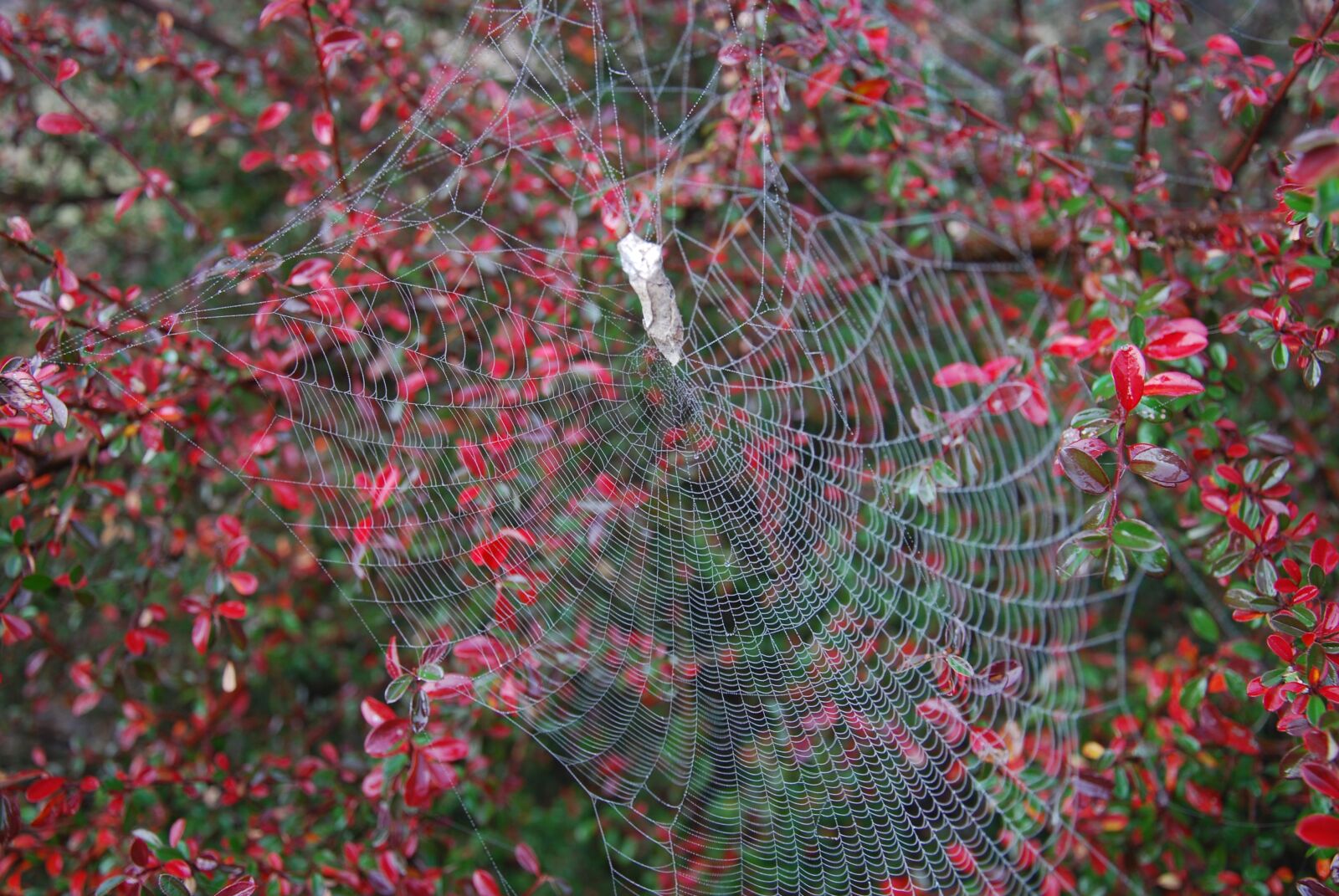 Nikon D60 sample photo. Spiderweb, web, frost photography