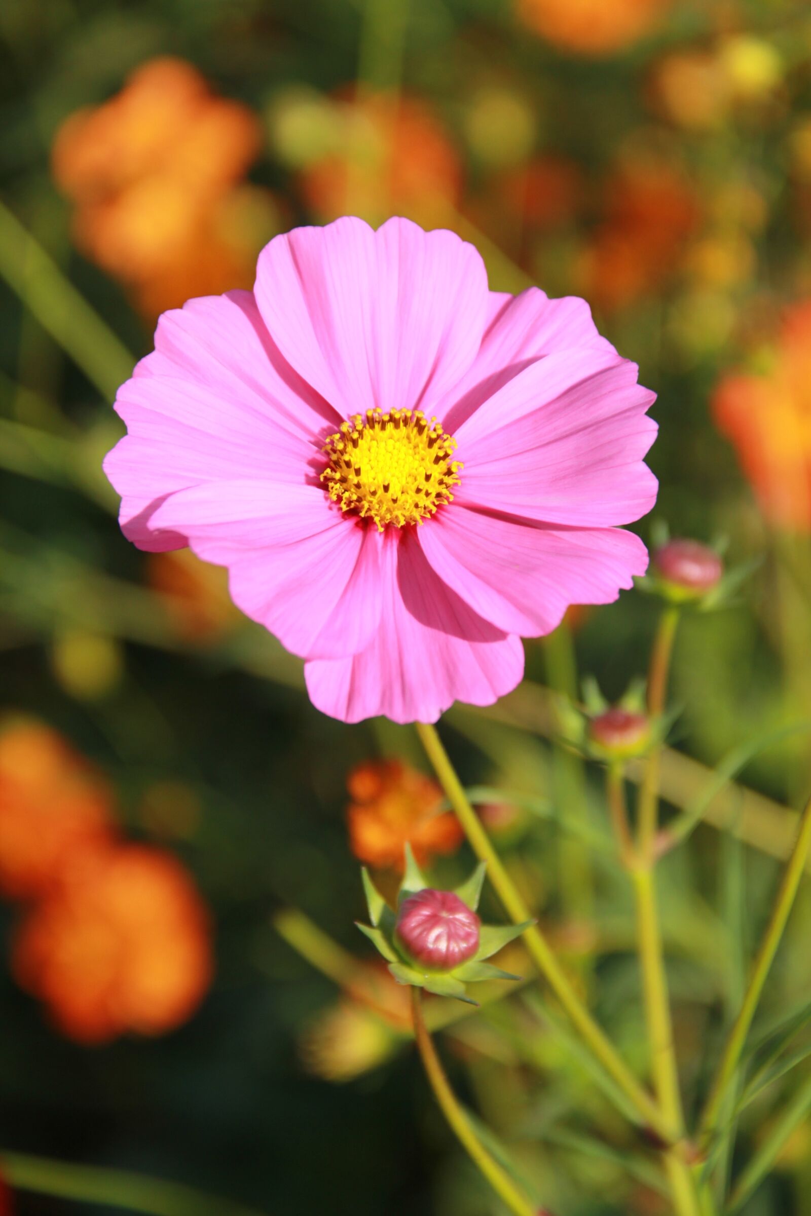 Canon EF-S 18-135mm F3.5-5.6 IS sample photo. Flowers, cosmos flowers, pink photography