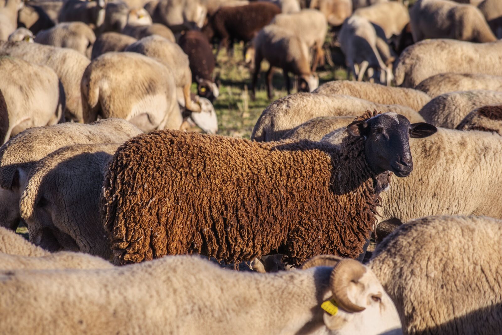 Nikon D3300 sample photo. Sheep, flock, wool photography
