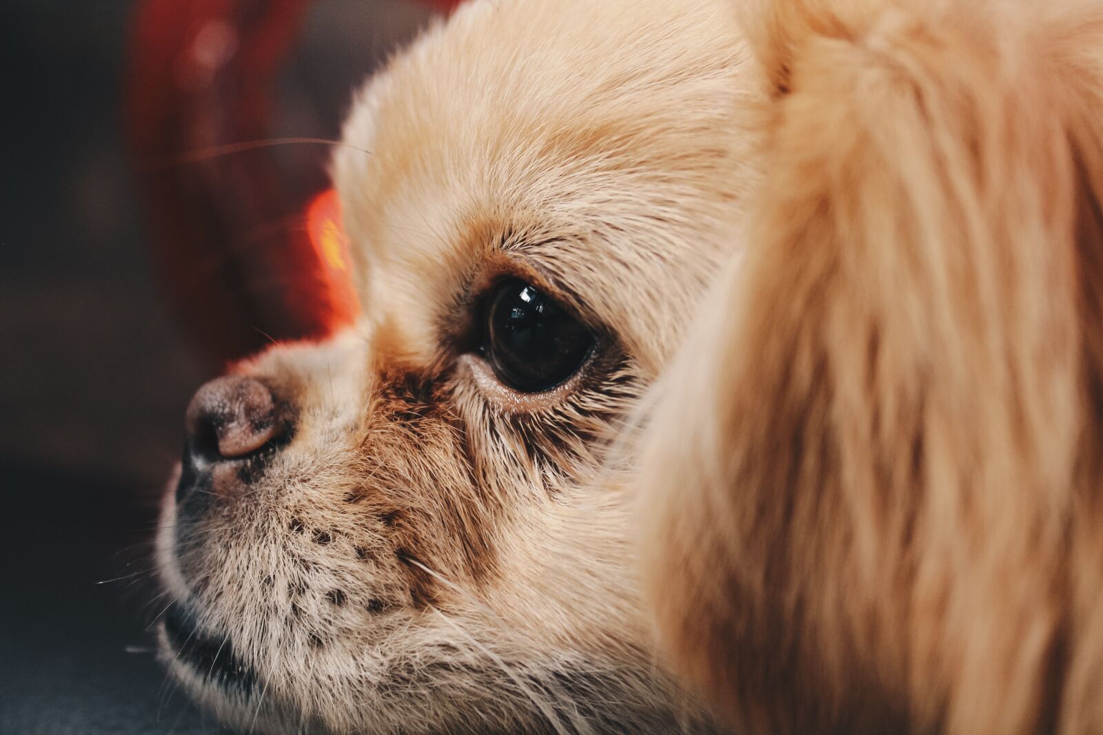 Canon EOS 1100D (EOS Rebel T3 / EOS Kiss X50) sample photo. Dog, the pekingese, cute photography