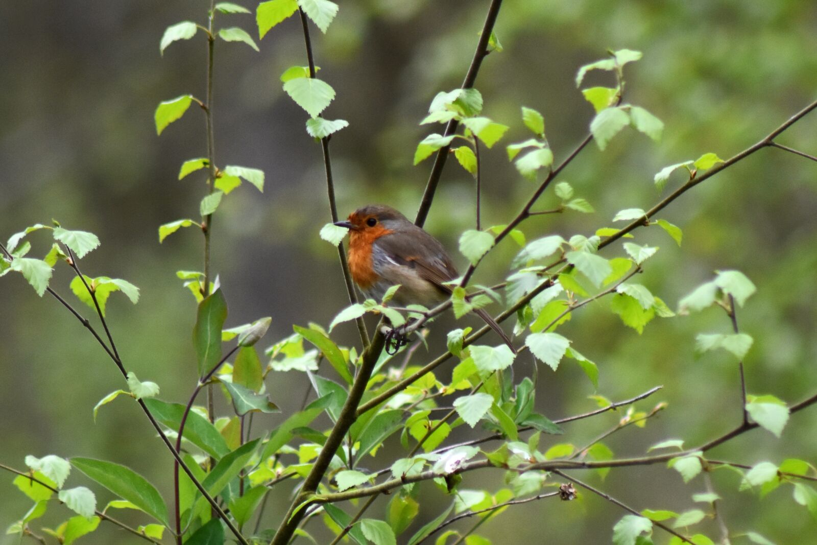 Nikon D7200 sample photo. Animal, bird, robin photography