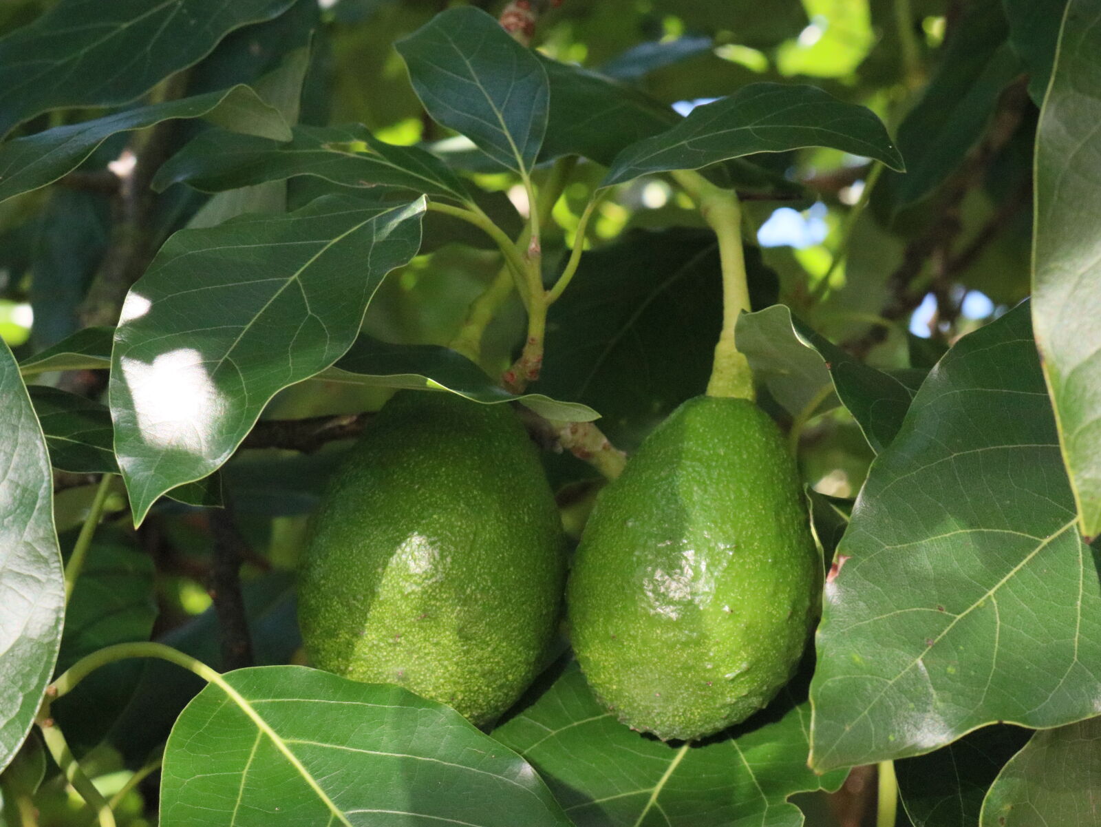 Canon EOS 80D sample photo. Avocado, avocado, tree, green photography