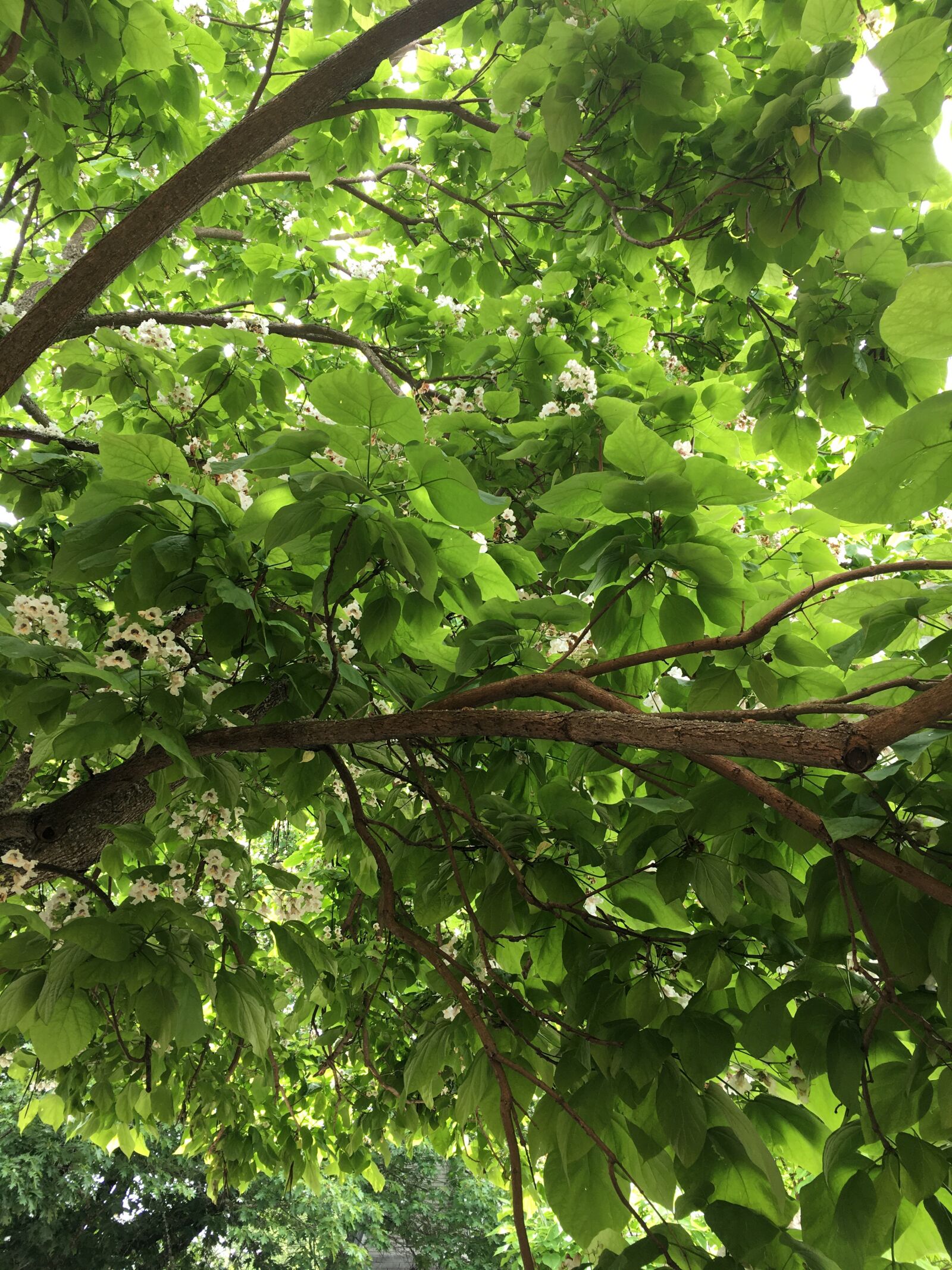 iPhone 6s back camera 4.15mm f/2.2 sample photo. Leaves, green, tree photography