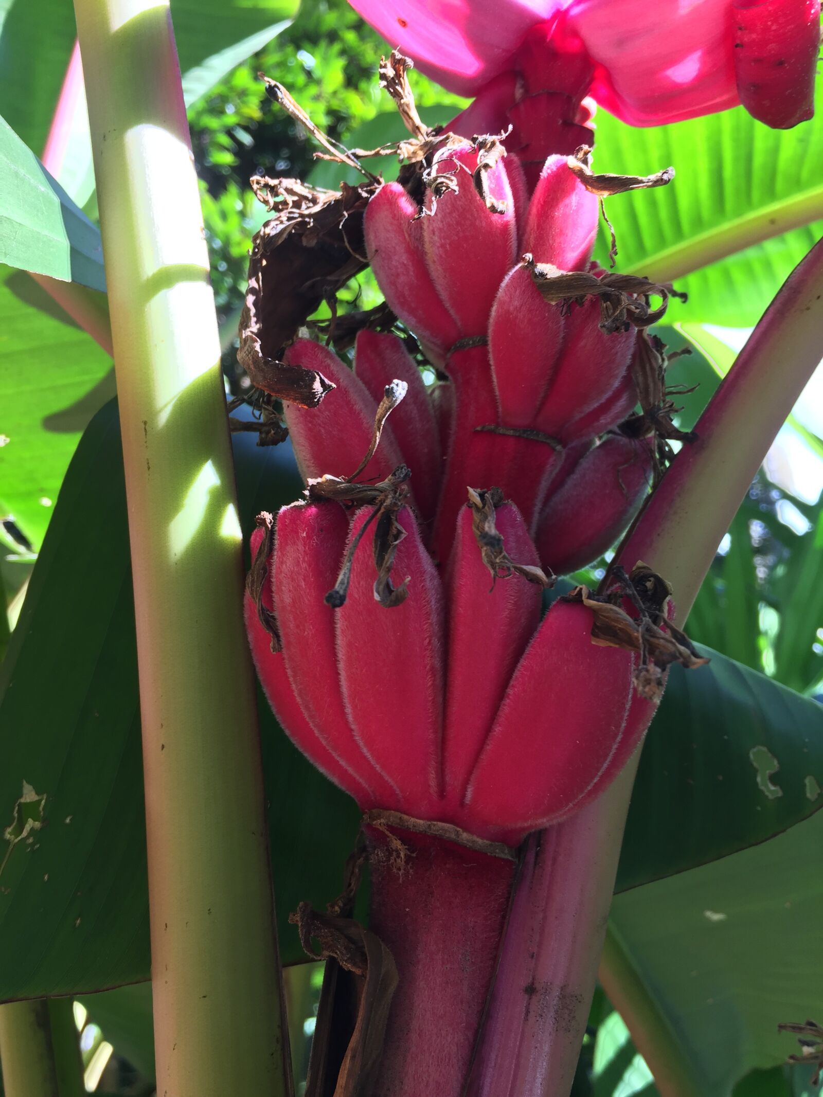 iPhone 6 back camera 4.15mm f/2.2 sample photo. Plants, banana, pink photography